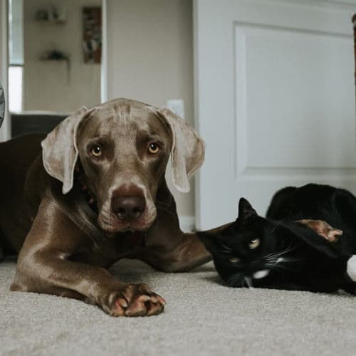 Pourquoi offrir un aliment humide à votre animal de compagnie ?