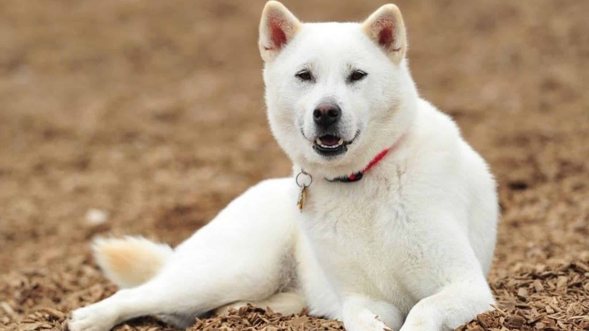 kishu uni