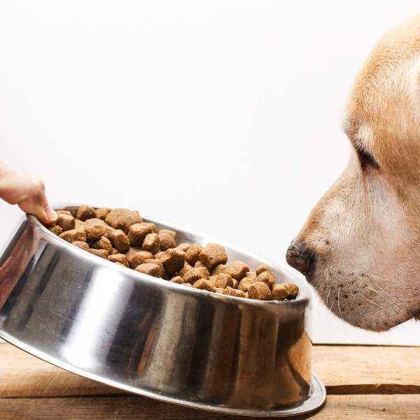 Comment soigner une allergie alimentaire du chien ?
