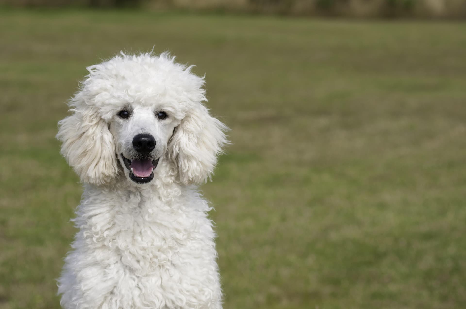 L'histoire fascinante du caniche : du marais aux salons mondains