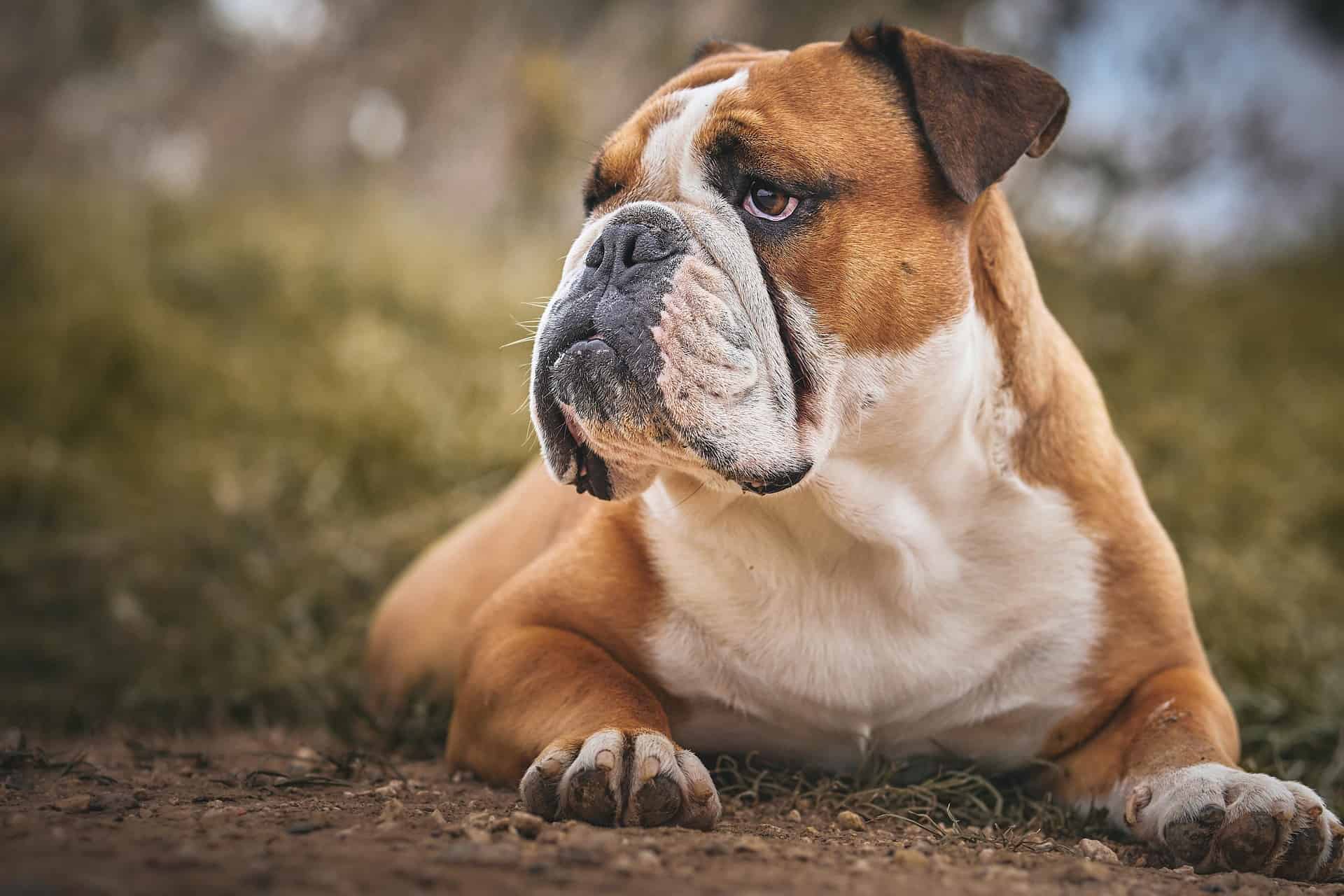 Image de chien