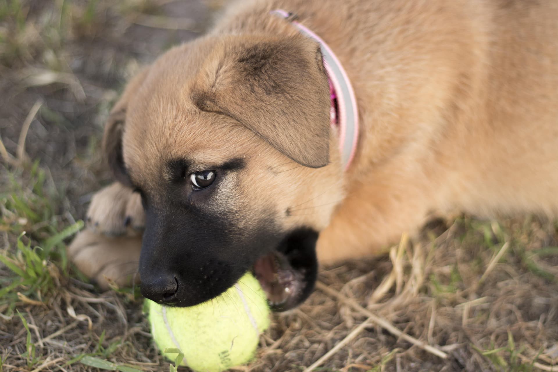 Image de chiot jouant à la balle