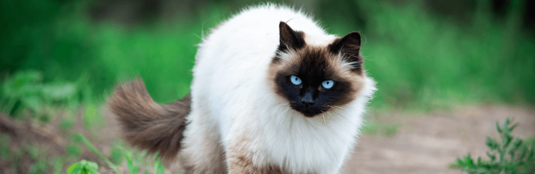 Photo de chat Himalayen