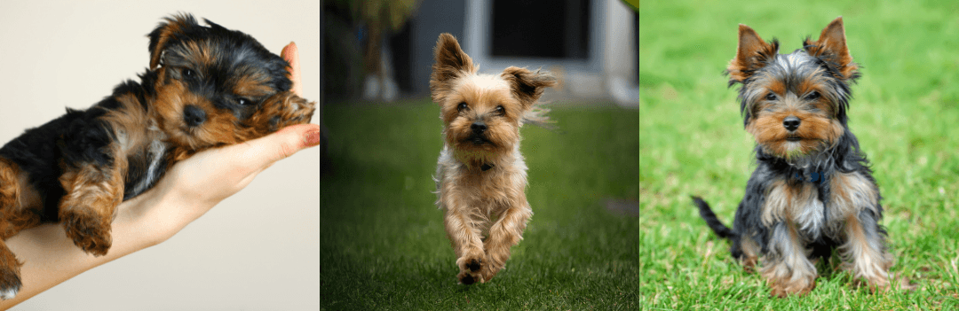 Yorkshire terrier mignon