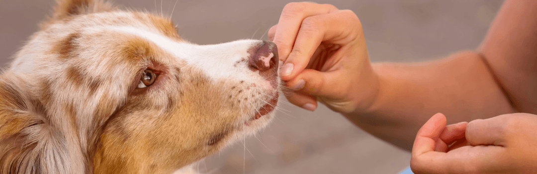 Bonnes friandises pour chien