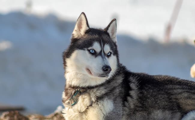 Huskey S