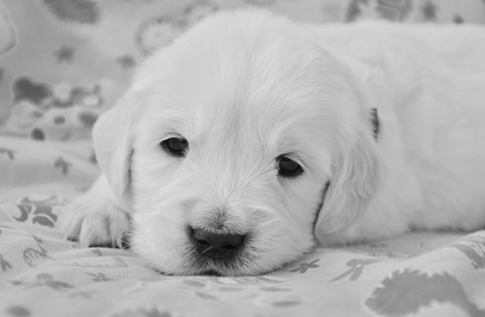 Image de chiot