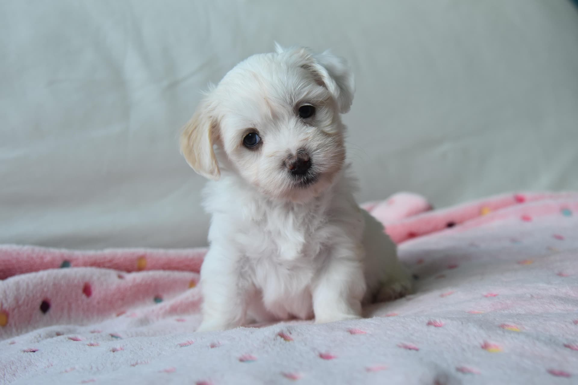 Image de petit chien