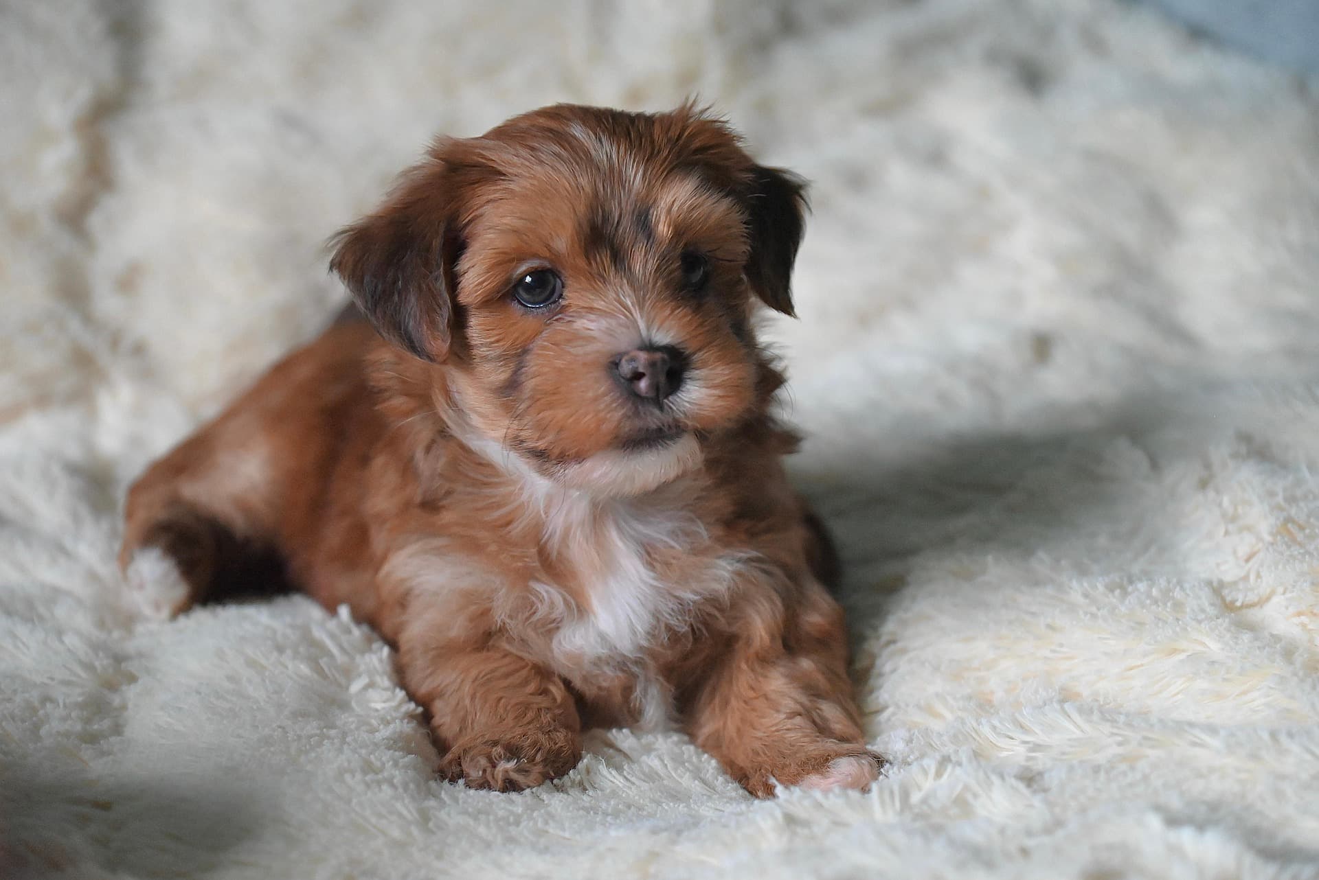 Image de petit chien