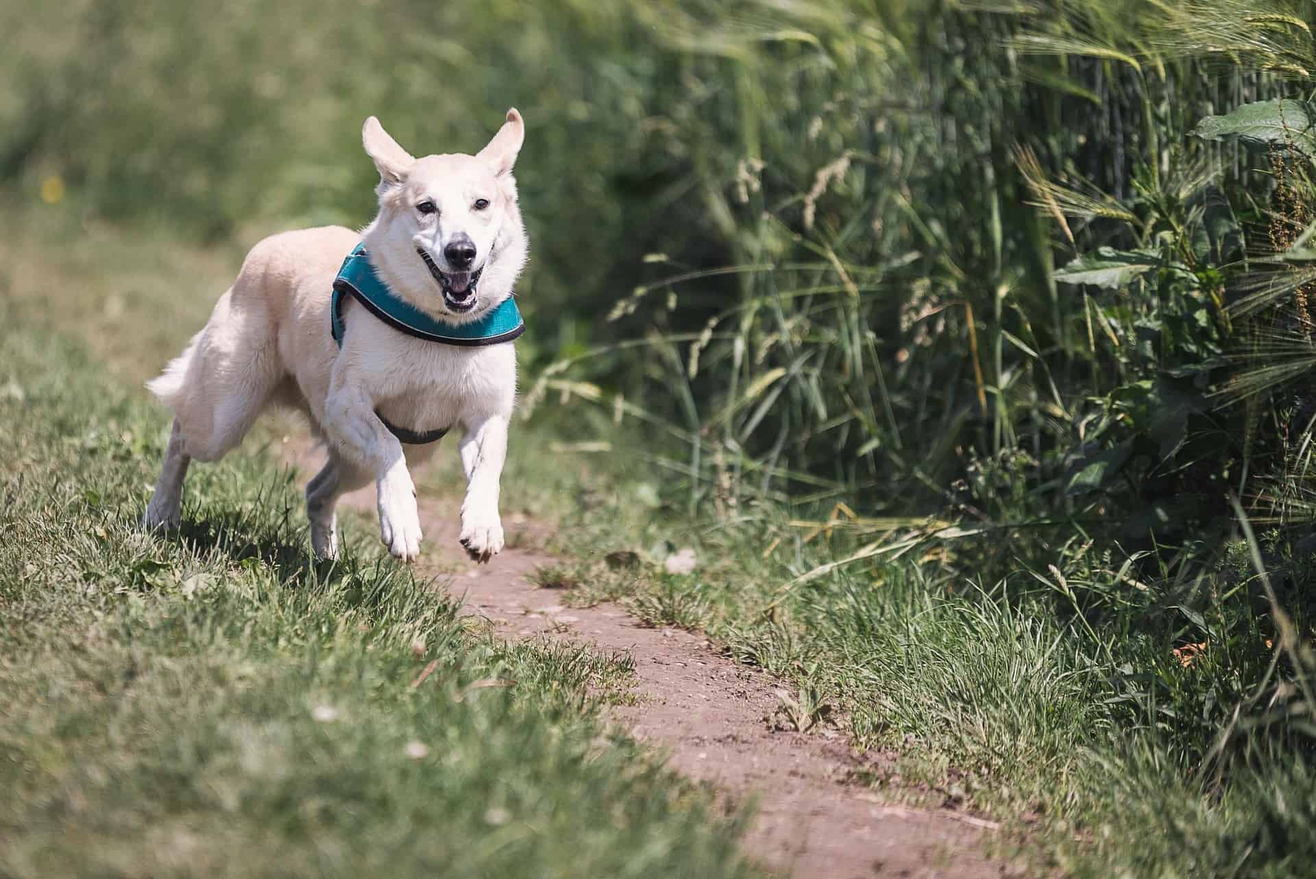 Chien qui joue