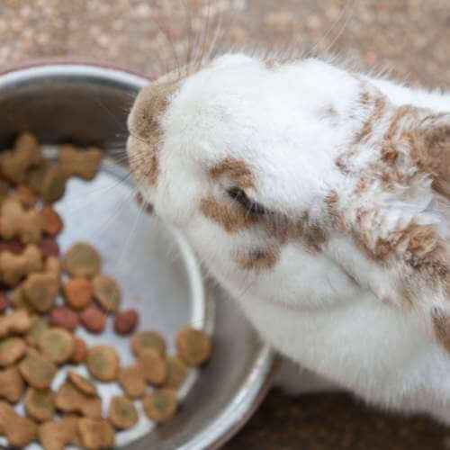 Comment savoir si un lapin a faim et comment le forcer à manger ?