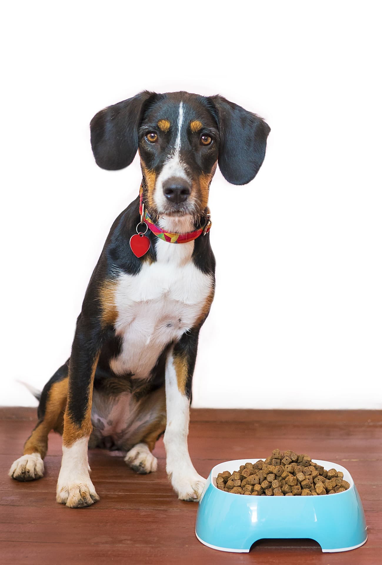Chien avec gamelle de croquettes