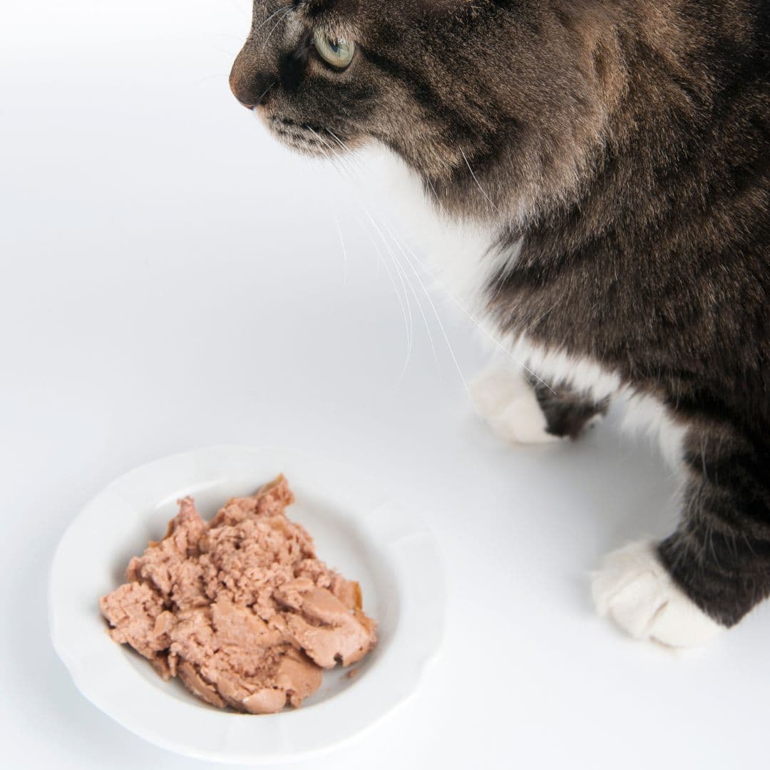 Nourriture pout chat