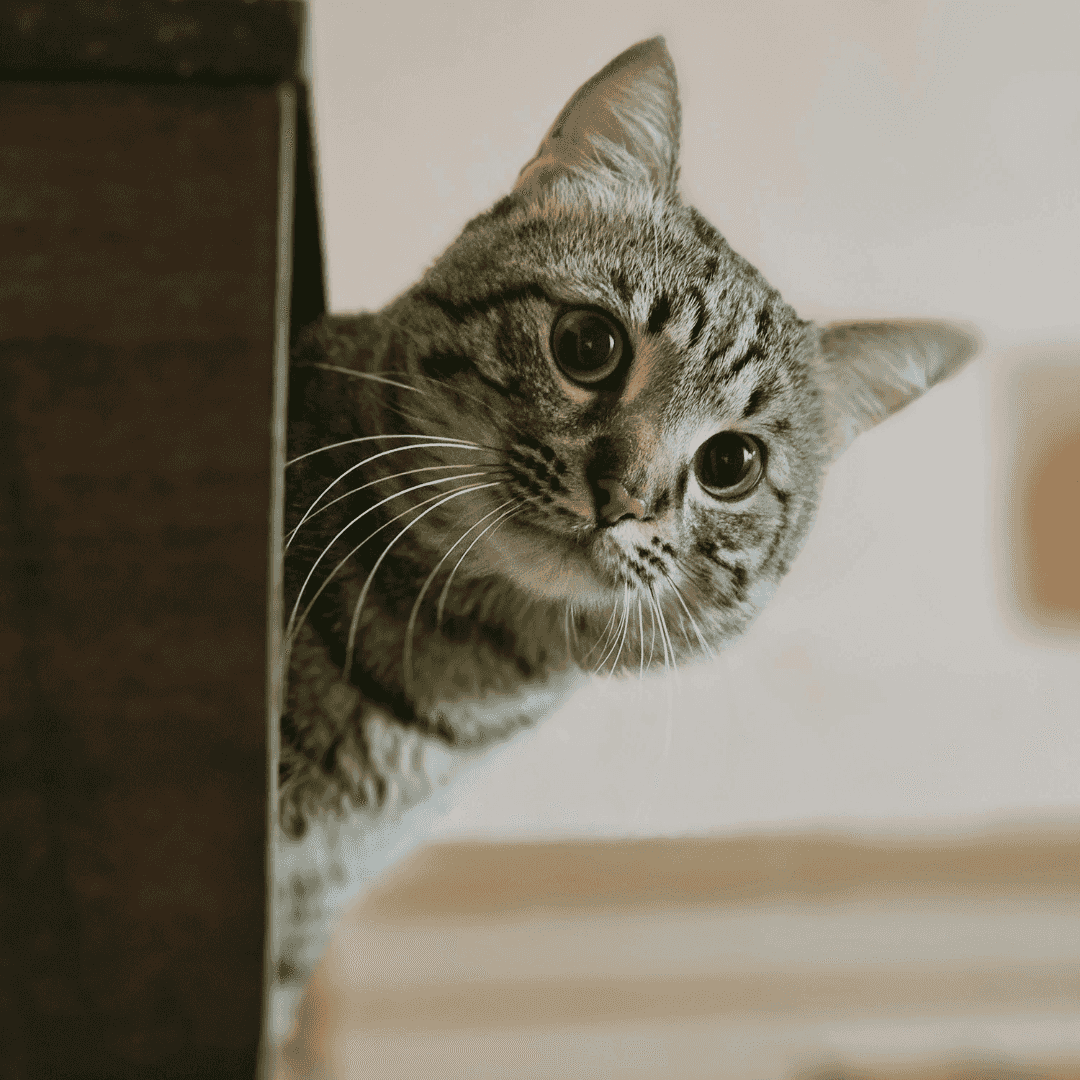 Nourrir son chat