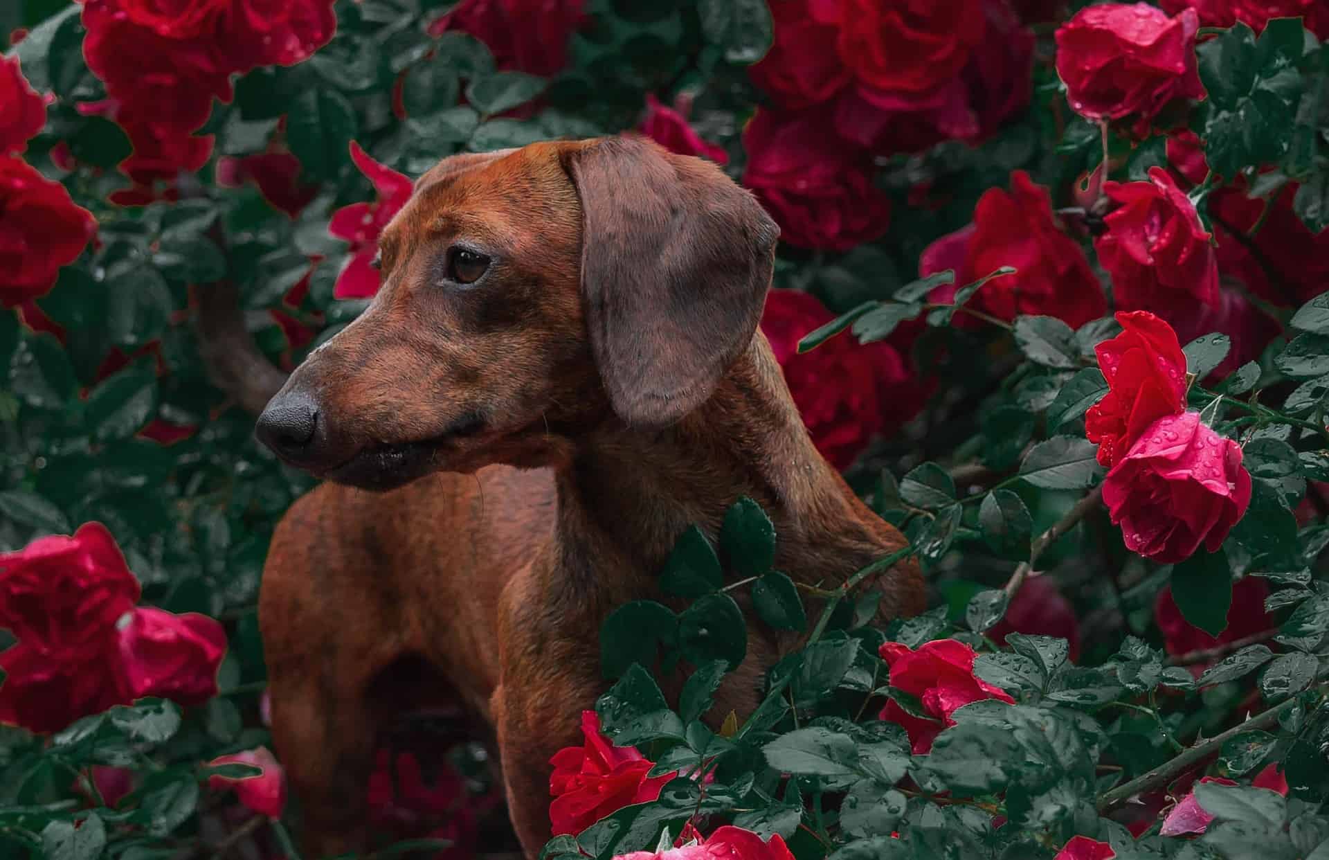 Image de chien