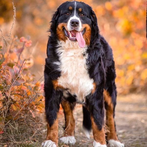 Trouver le nom parfait pour votre nouveau chien !
