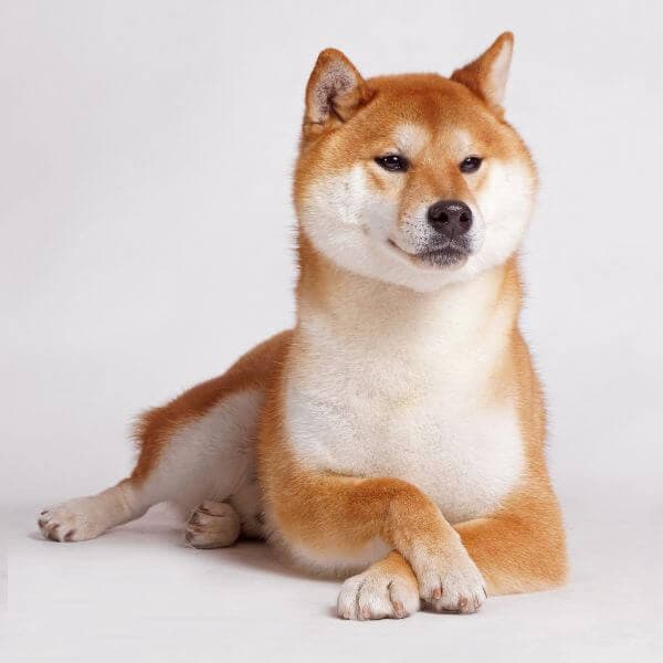 Un nom à donner à votre nouveau compagnon !