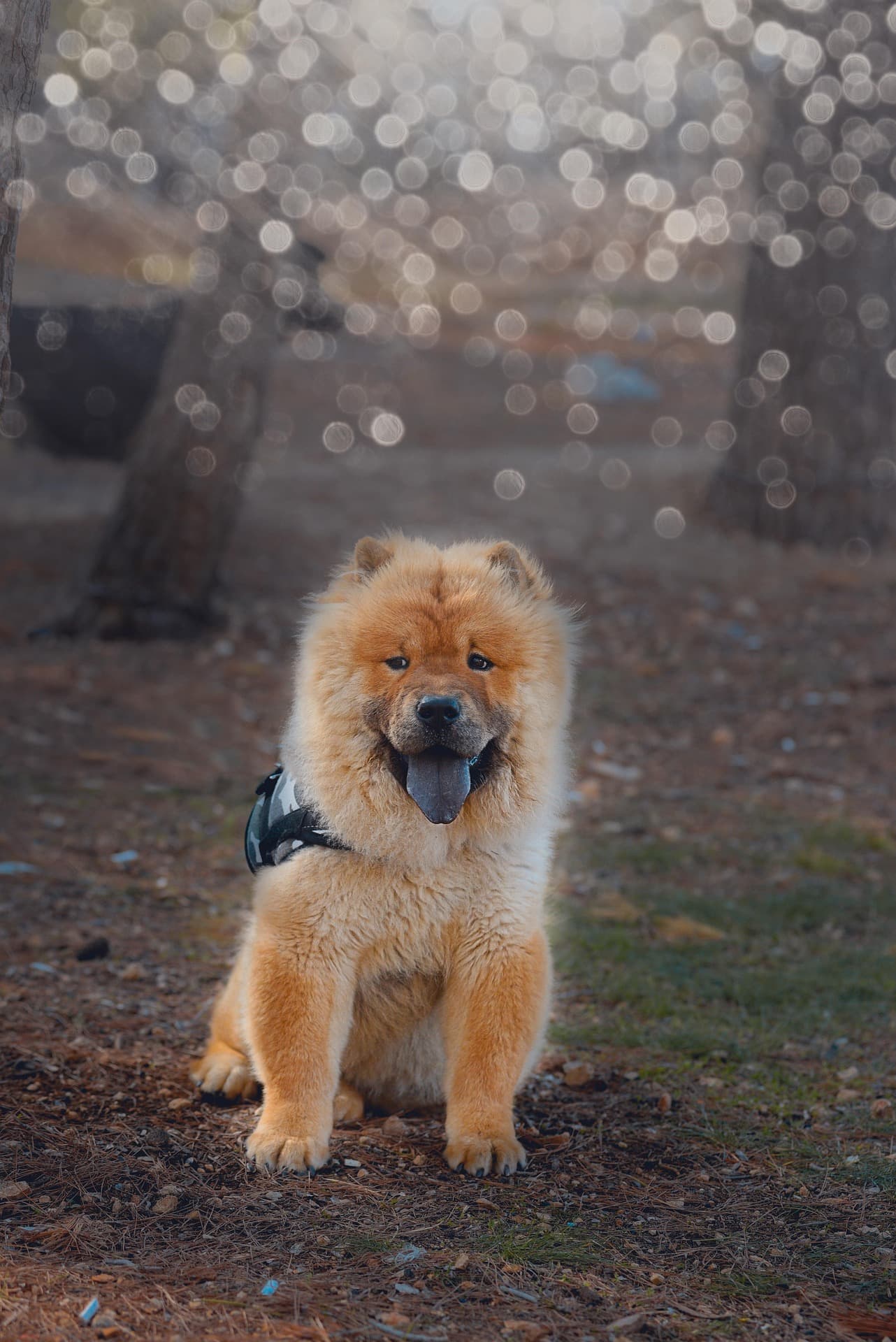 Le mode de vie idéal pour un eurasier heureux