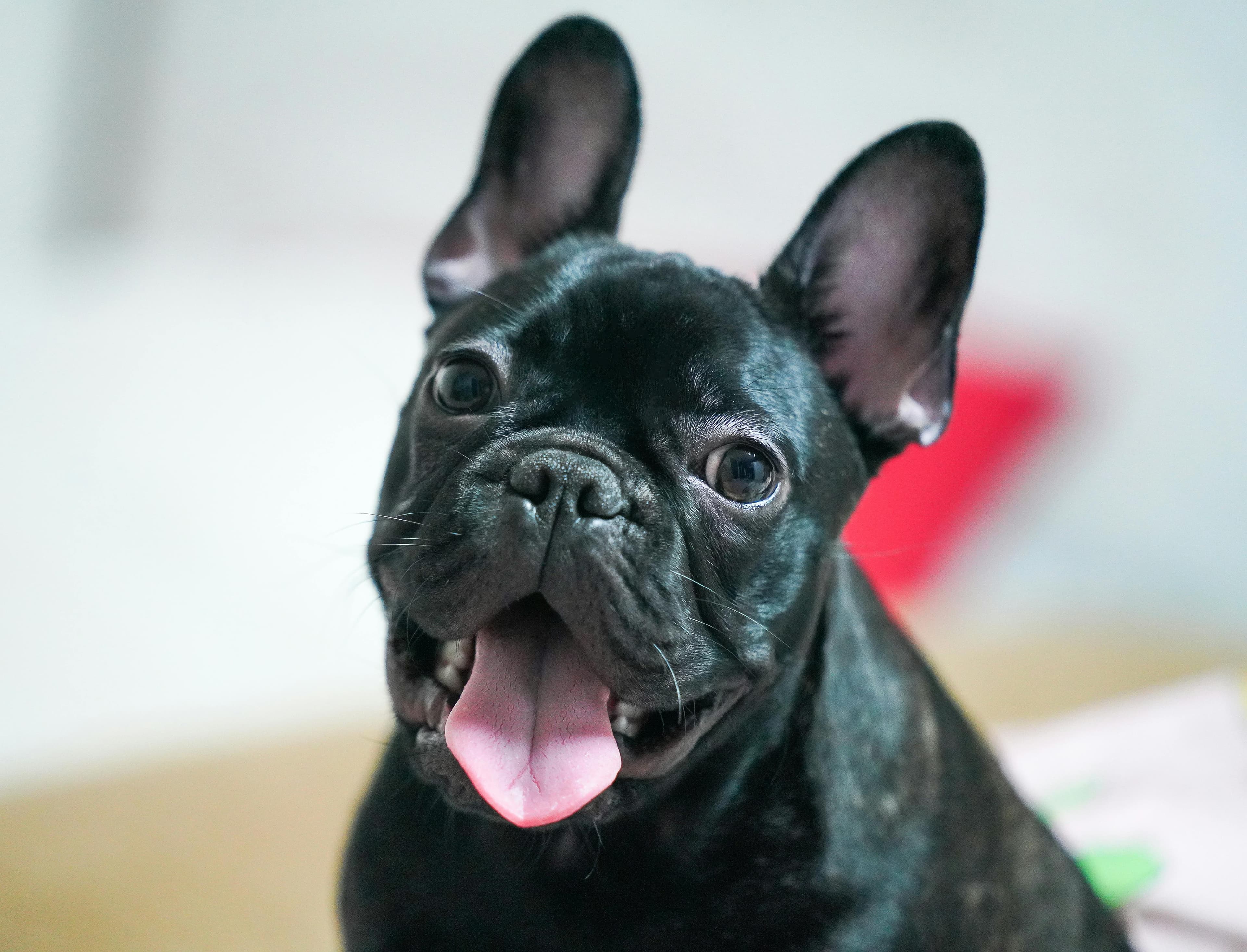 Les caractéristiques physiques de ce petit molosse au grand cœur