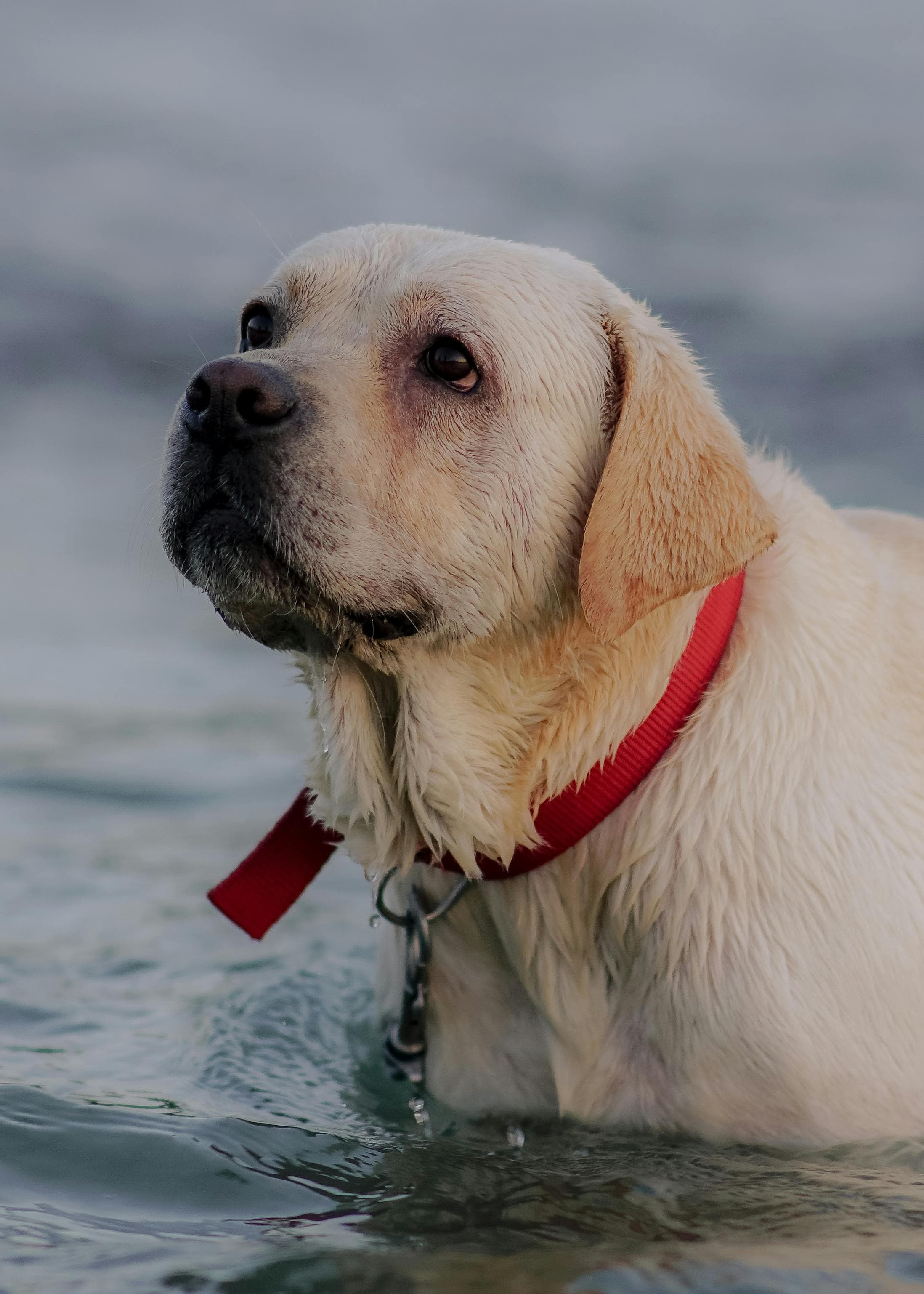 Les accessoires indispensables pour un labrador heureux