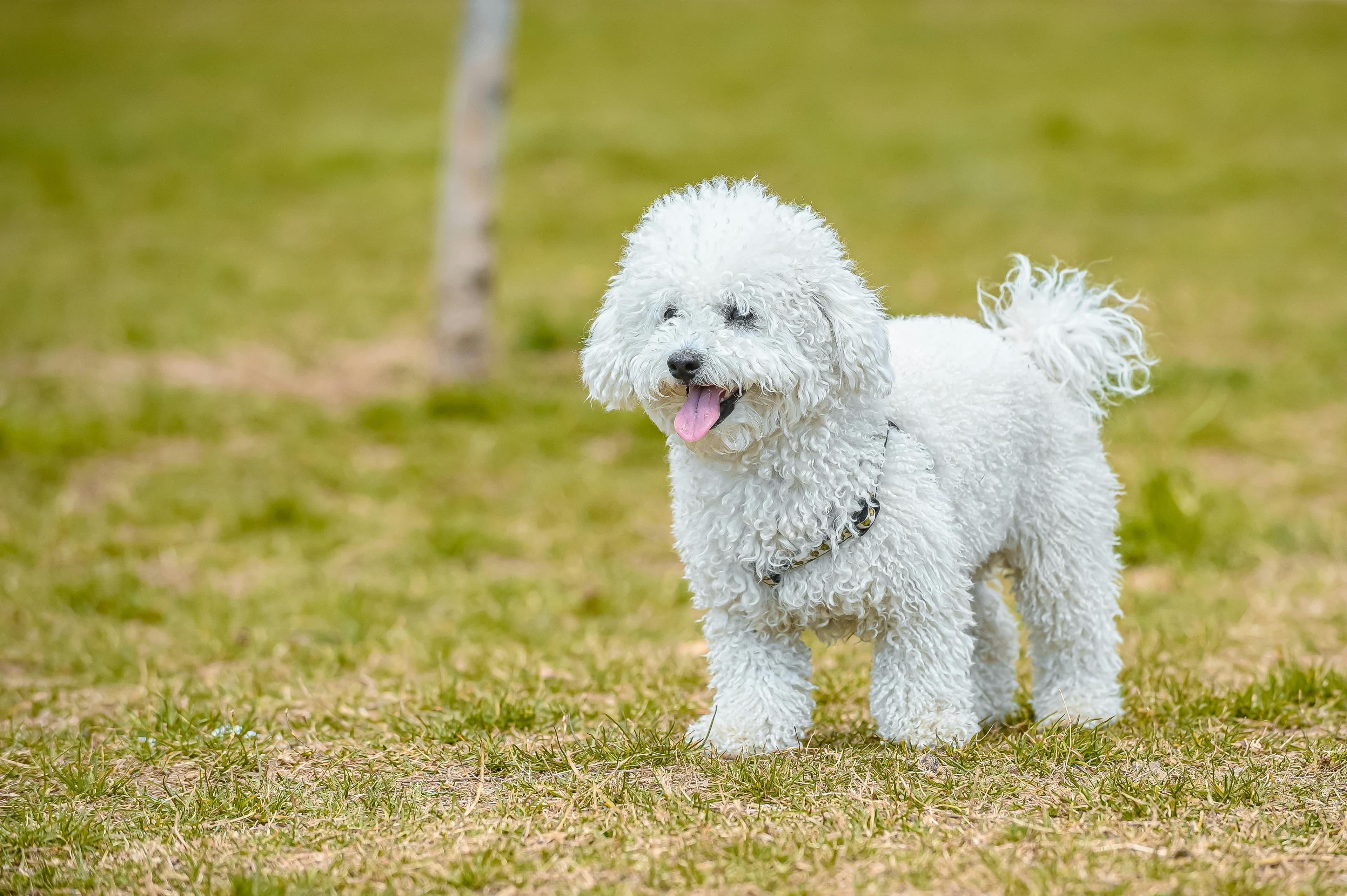 Caractère et tempérament : une vocation unique de chien de compagnie