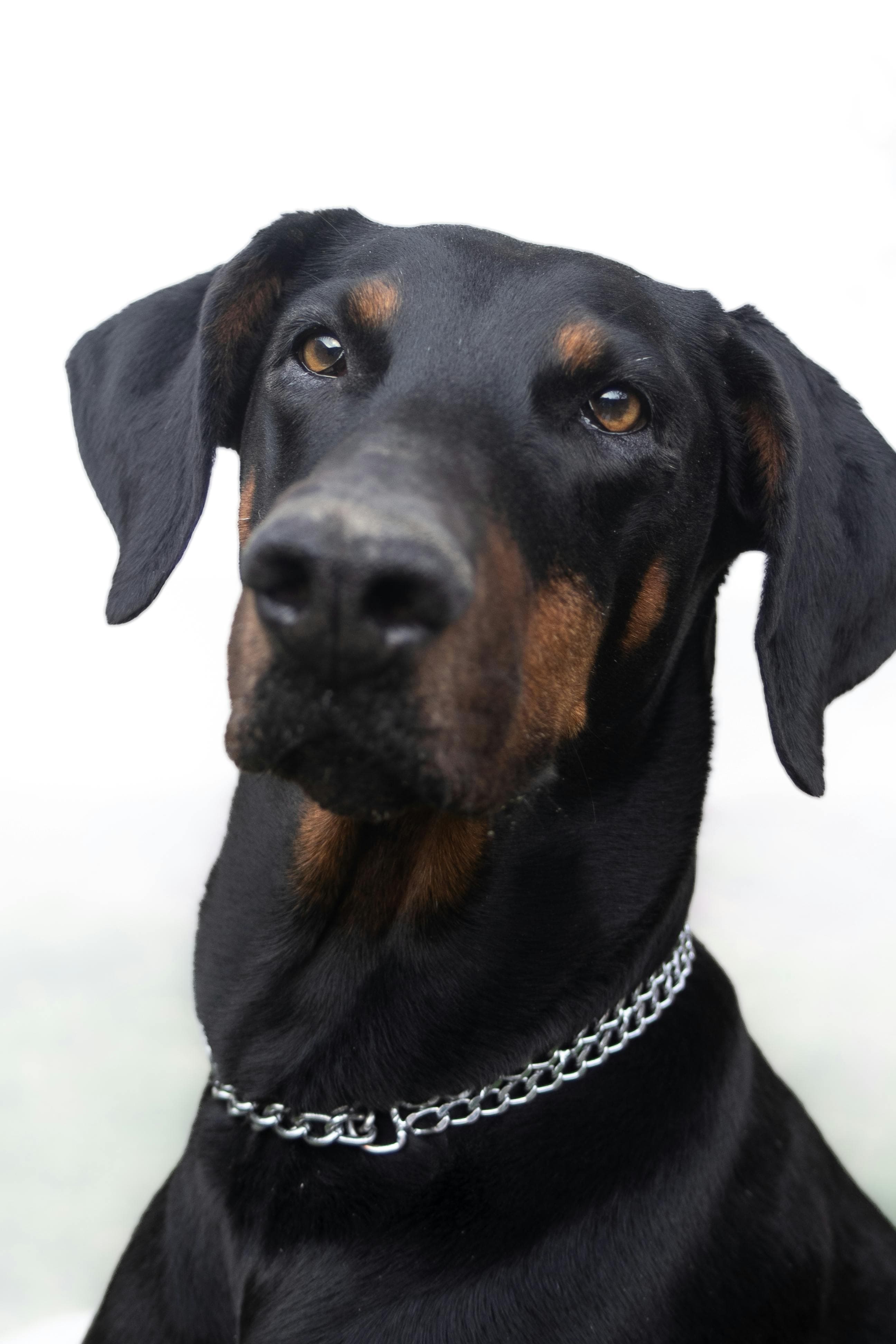 Comment bien éduquer son dobermann ?