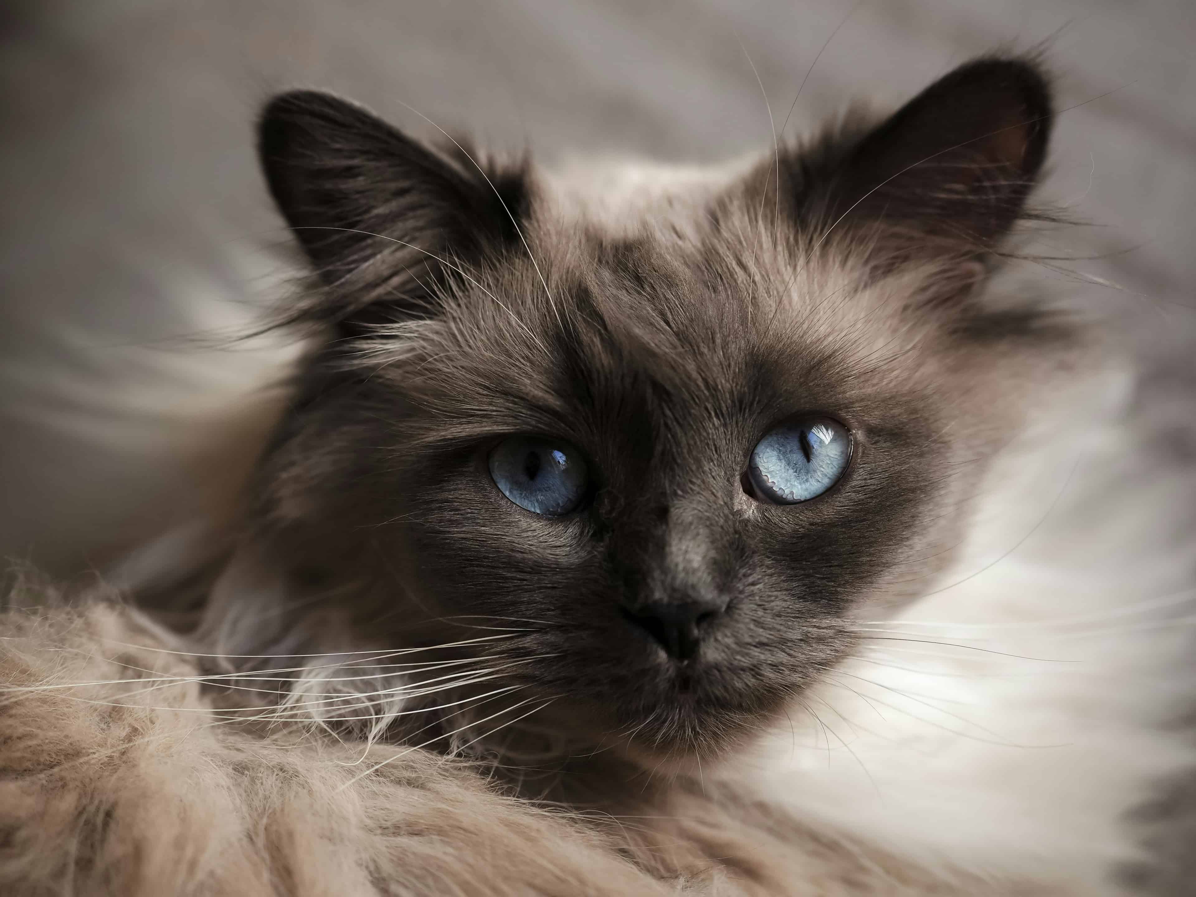Un chat sensible, affectueux et très joueur