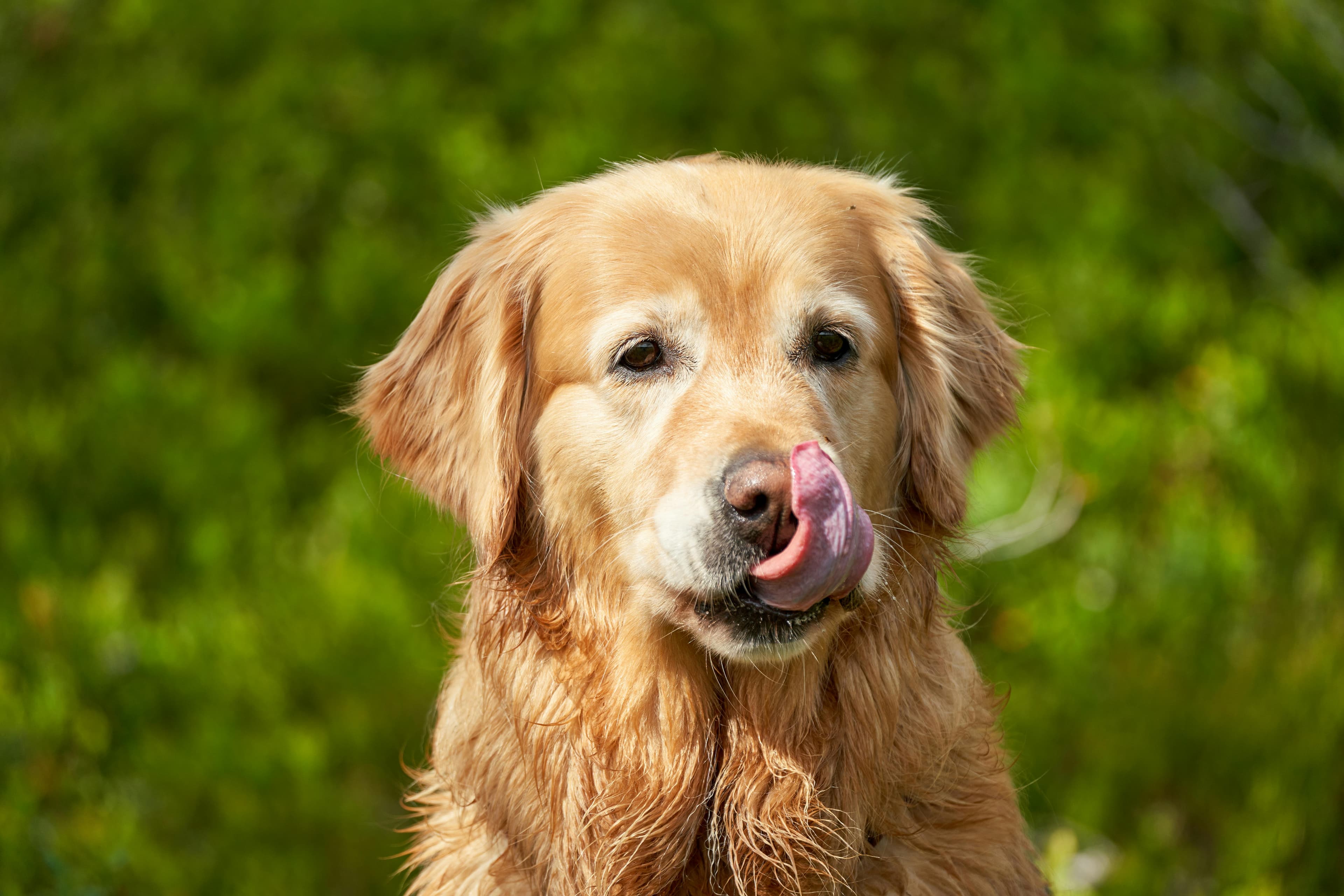 Les caractéristiques physiques : un chien taillé pour l'action