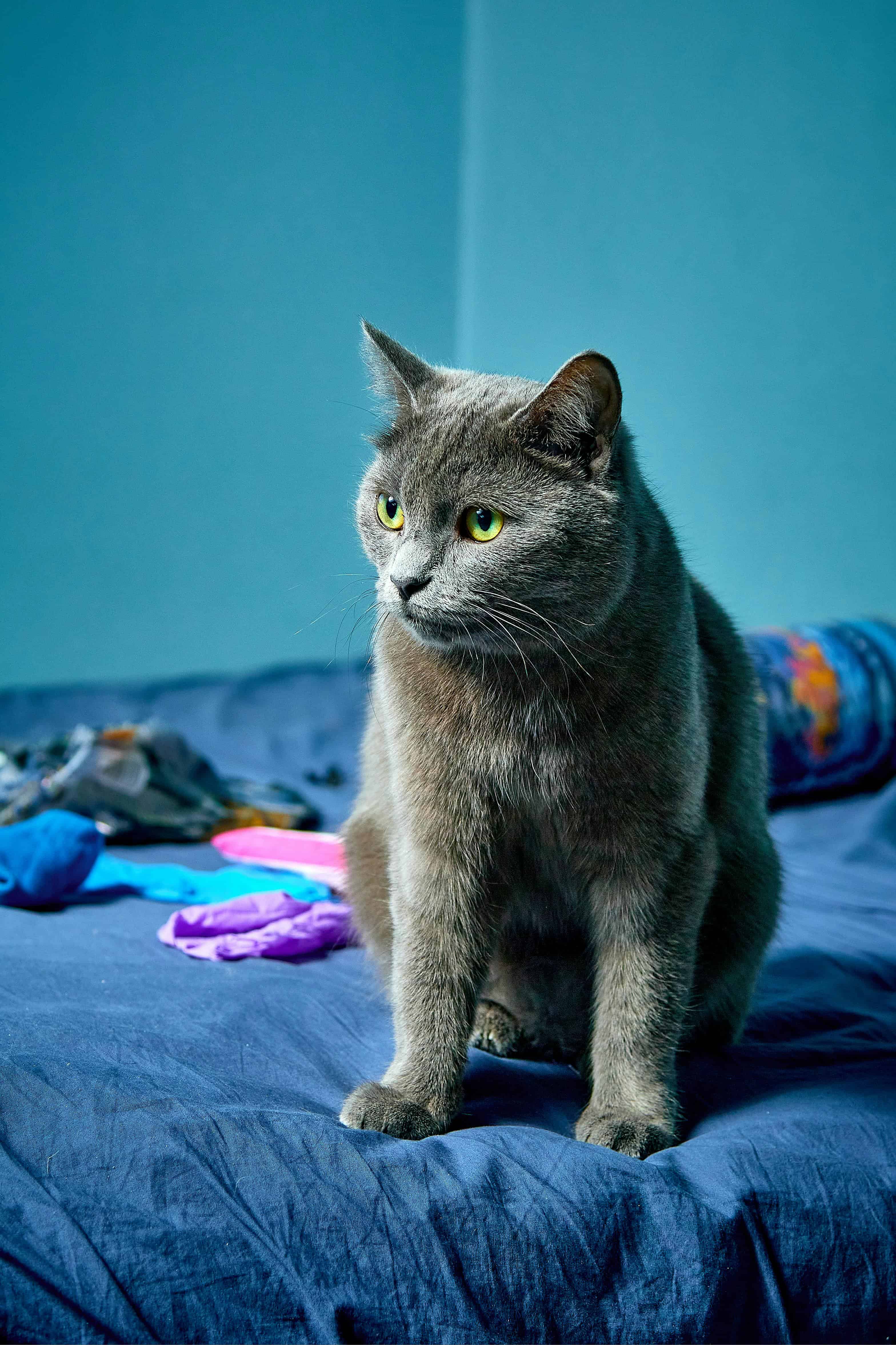 Le chartreux est-il le chat de vos rêves ?