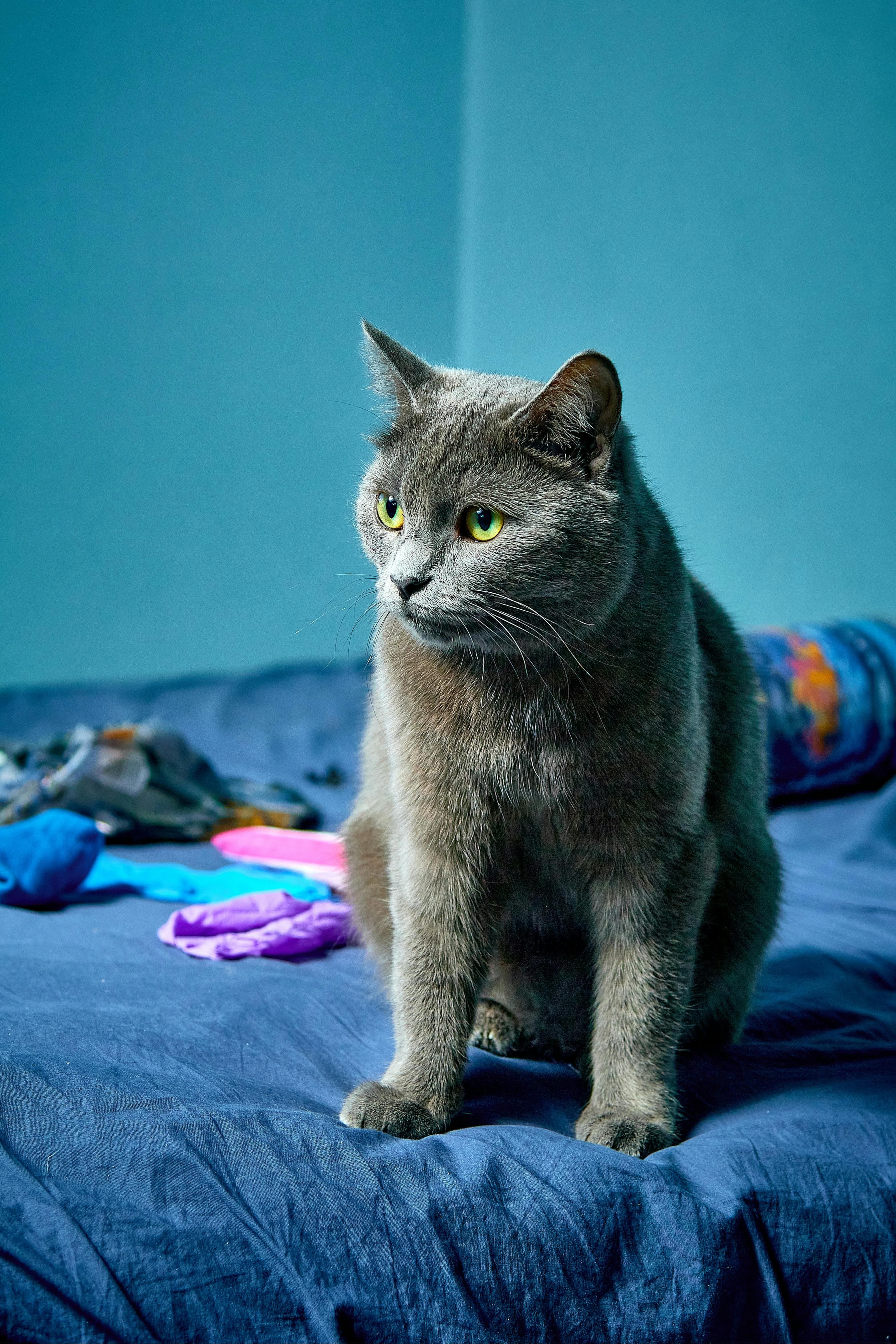 Le chartreux est-il le chat de vos rêves ?