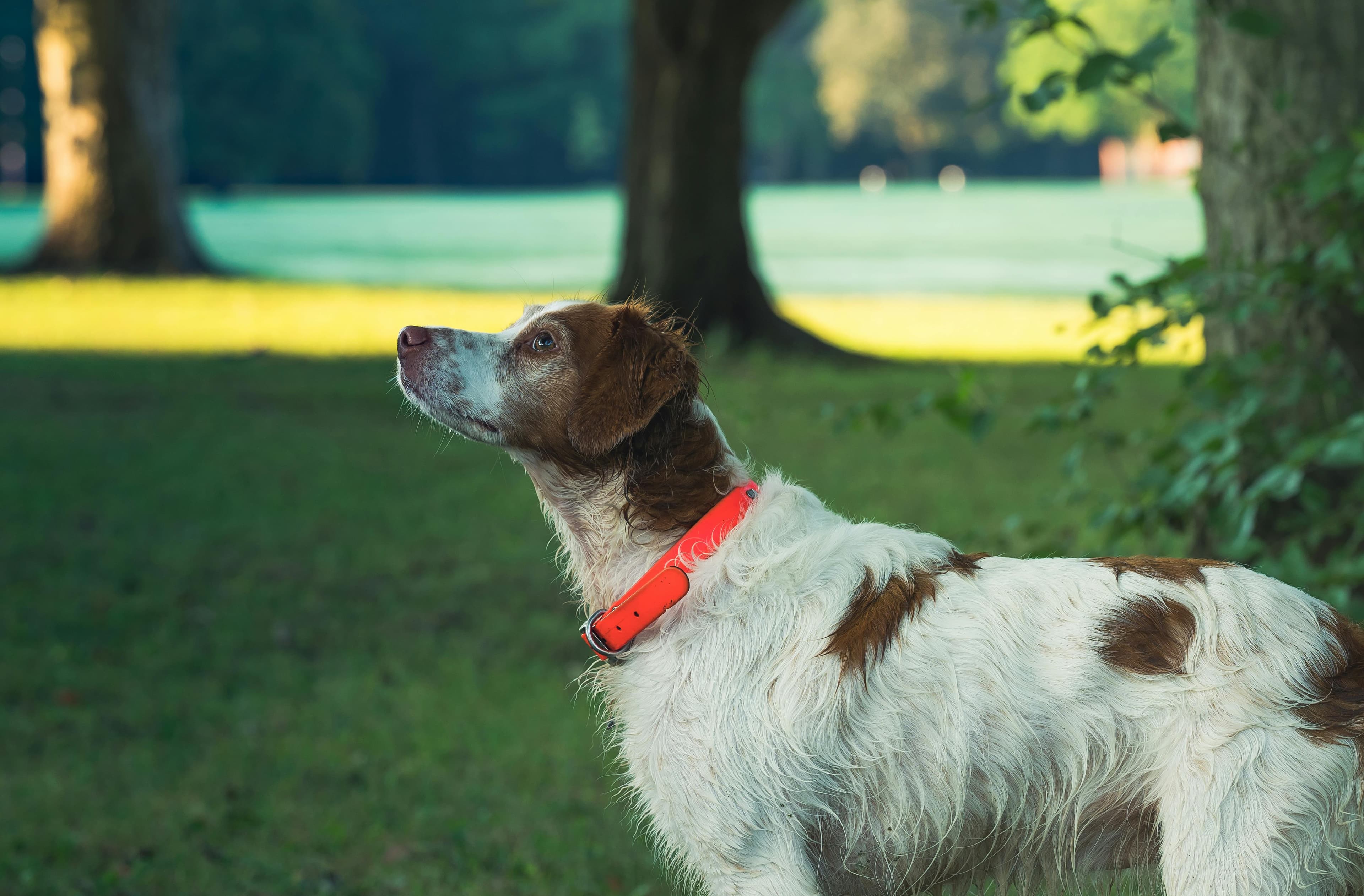 Un chien profondément affectueux et proche de l'homme