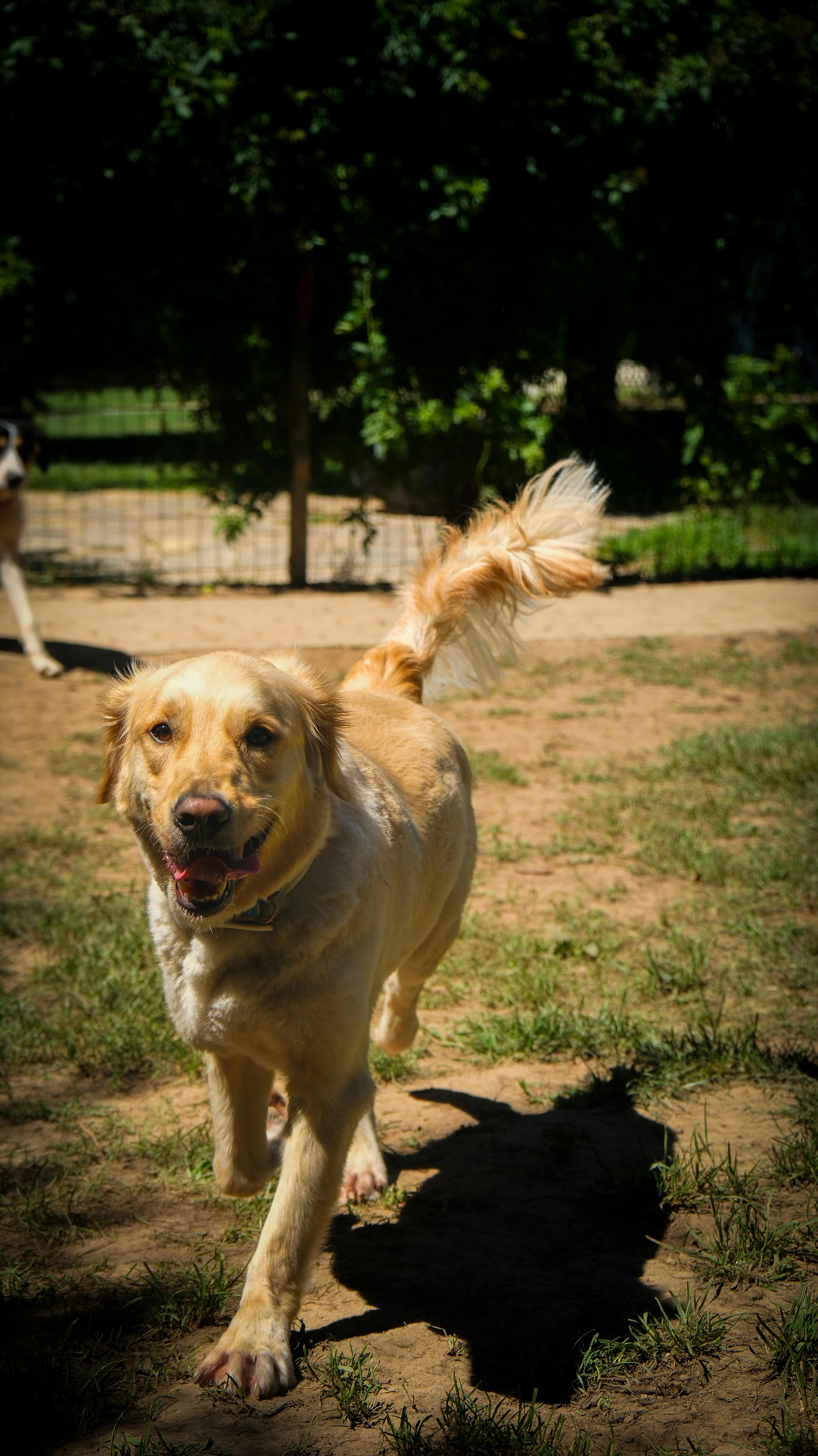 Quel environnement pour un golden retriever : maison ou appartement ?
