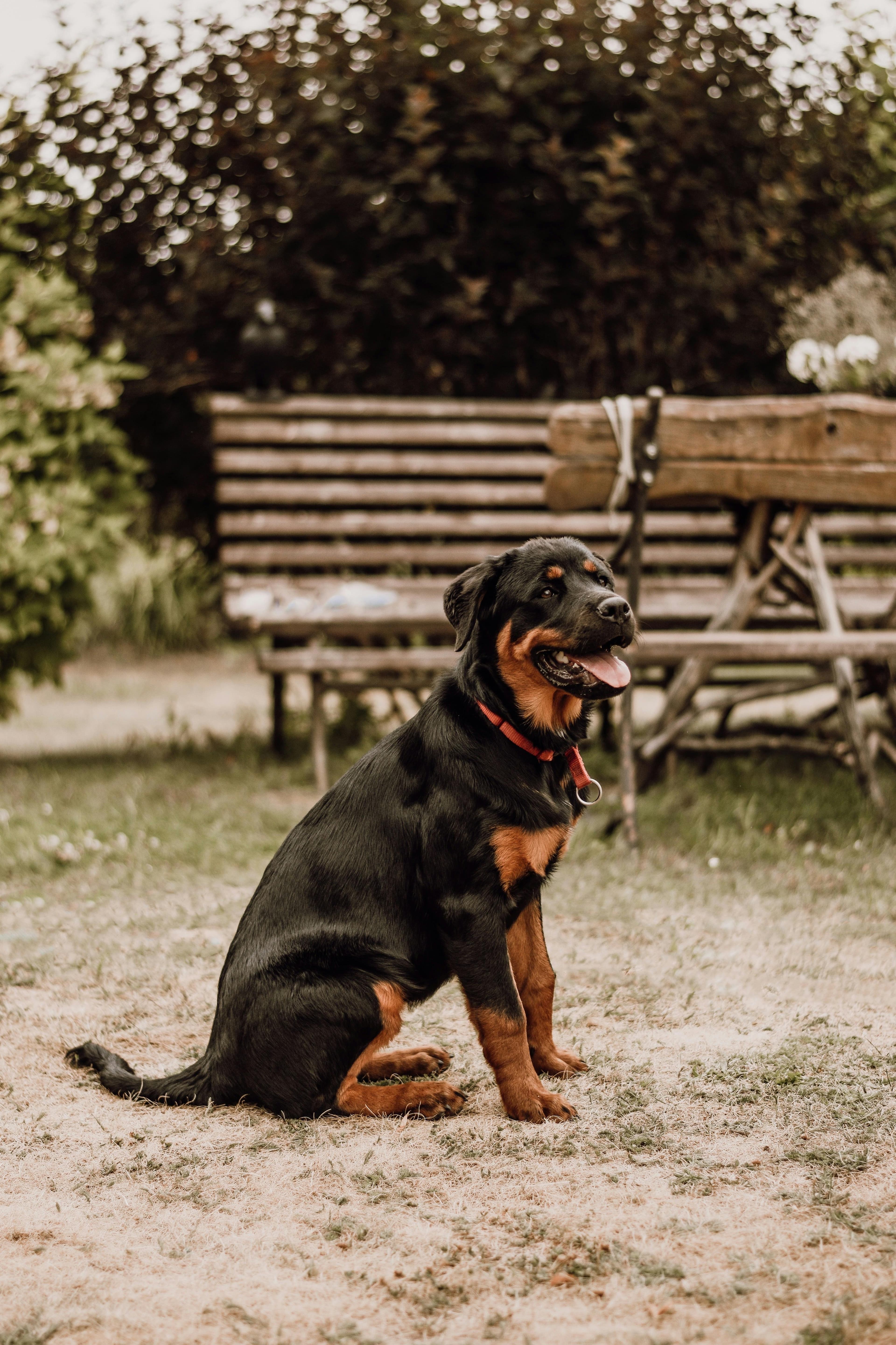 Conclusion : prêt à adopter ce géant au grand cœur ?