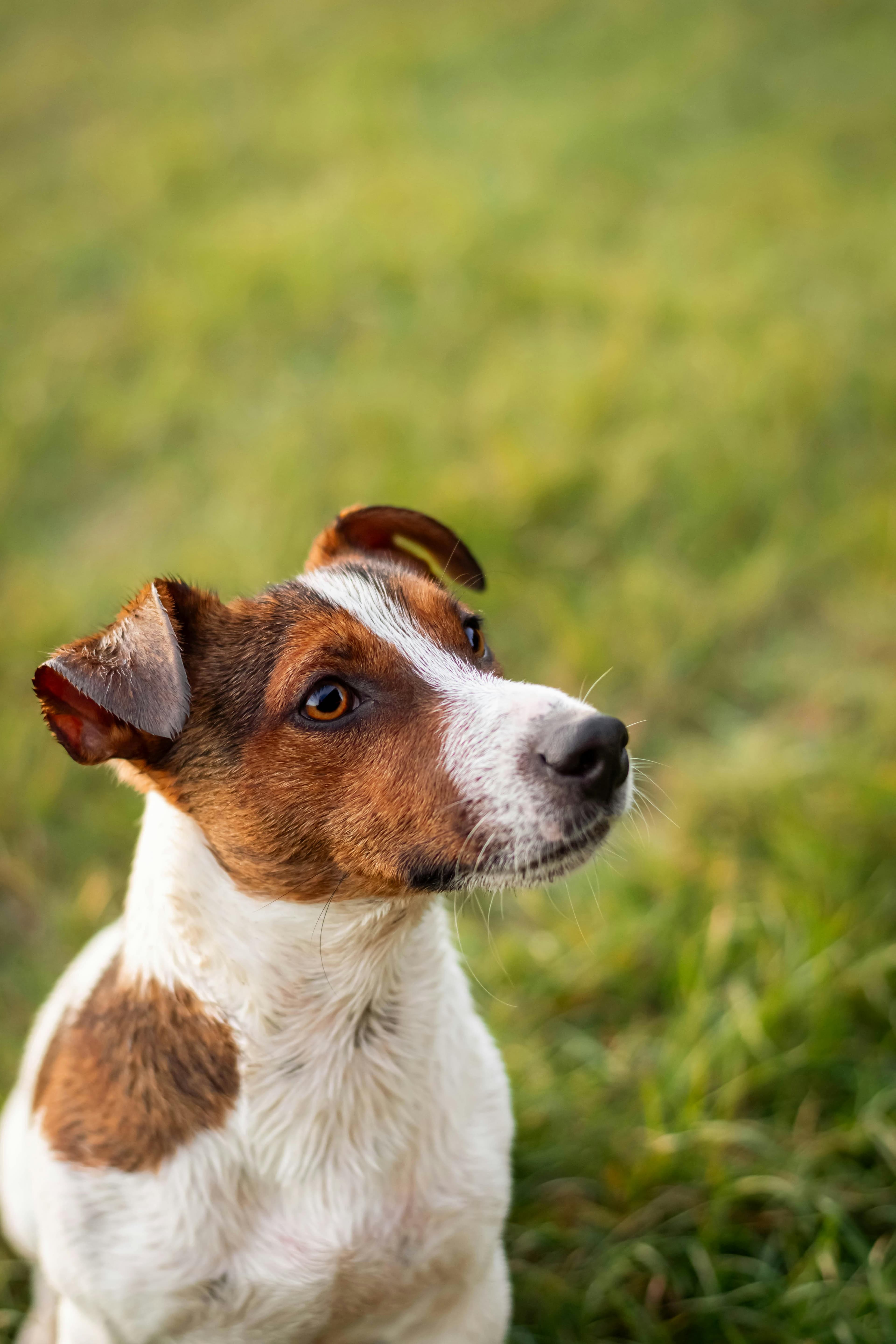 Éducation : Comment Canaliser ce Petit Chien de Chasse ?