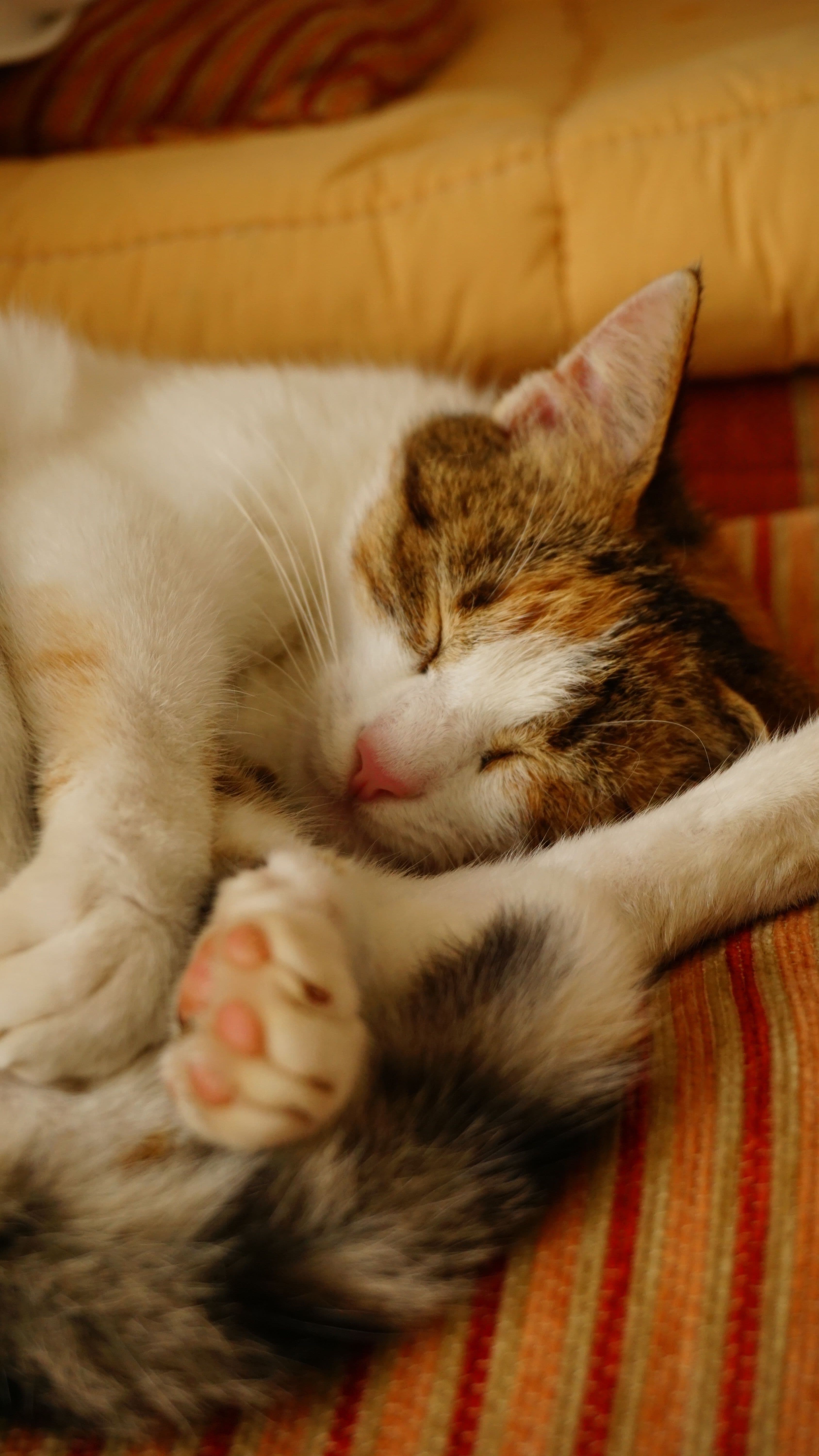 Retrouver un chat qui mange avec appétit