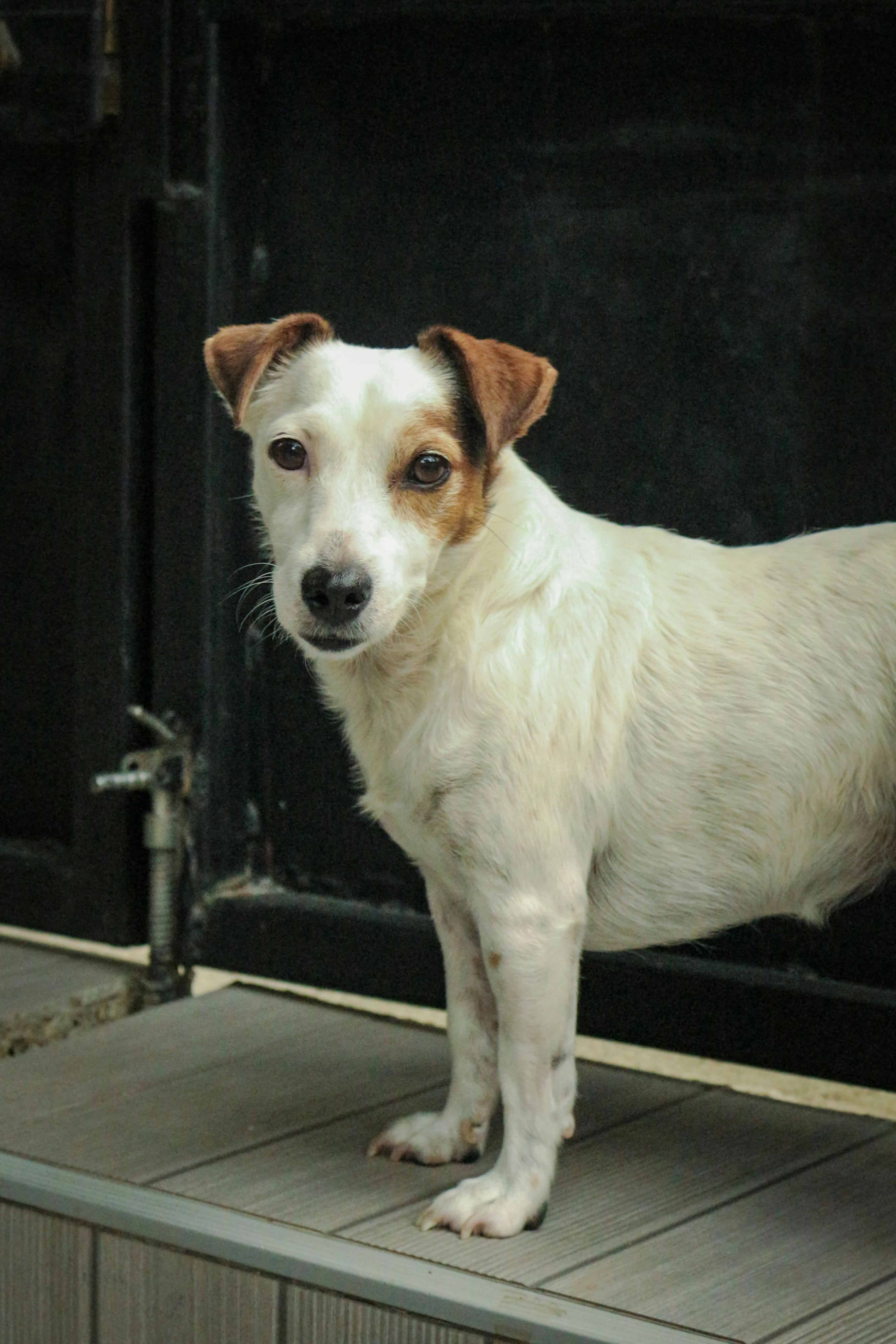 Les équipements indispensables pour votre fox terrier (Disponibles dans notre boutique)