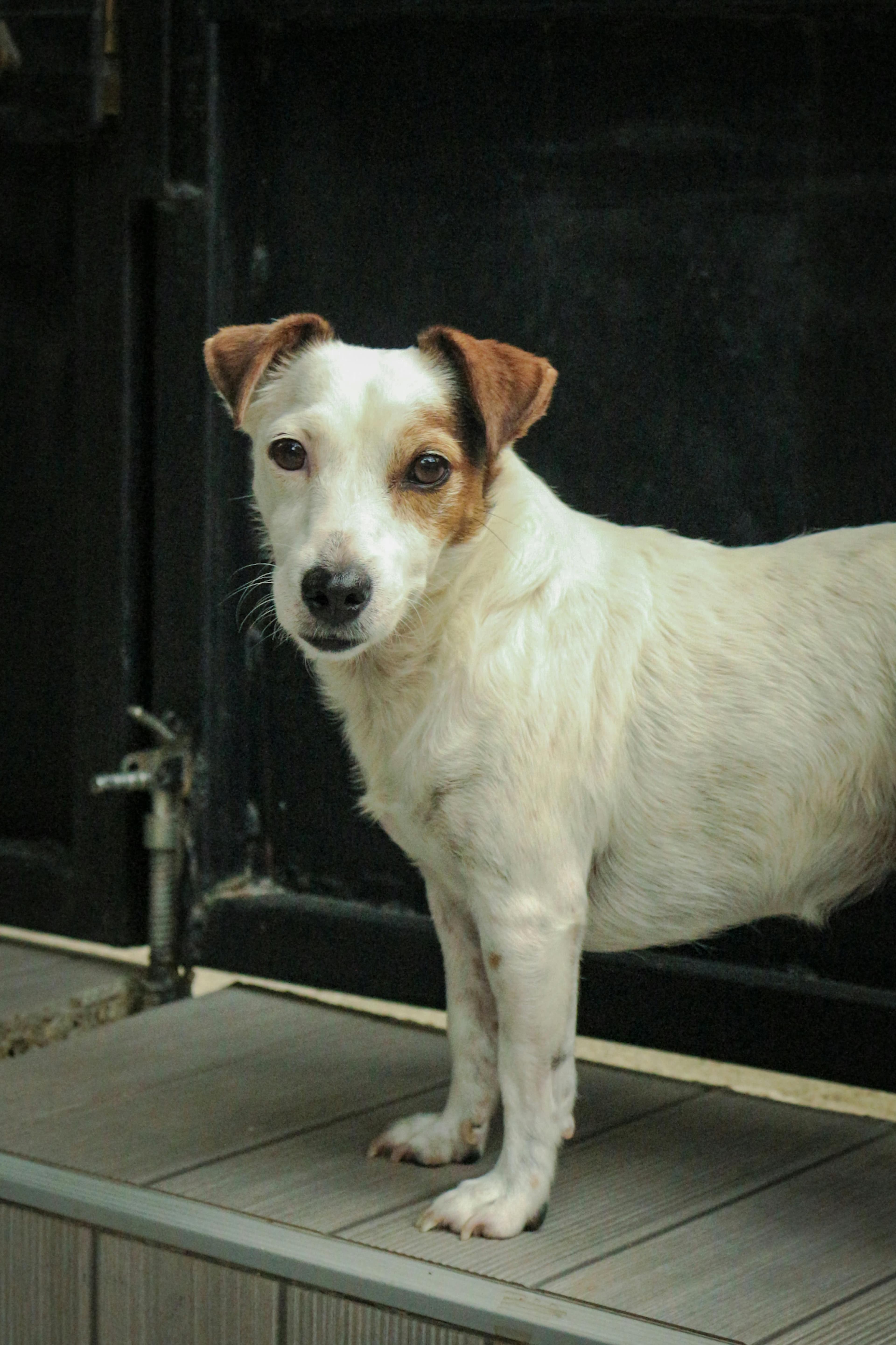 Les équipements indispensables pour votre fox terrier (Disponibles dans notre boutique)