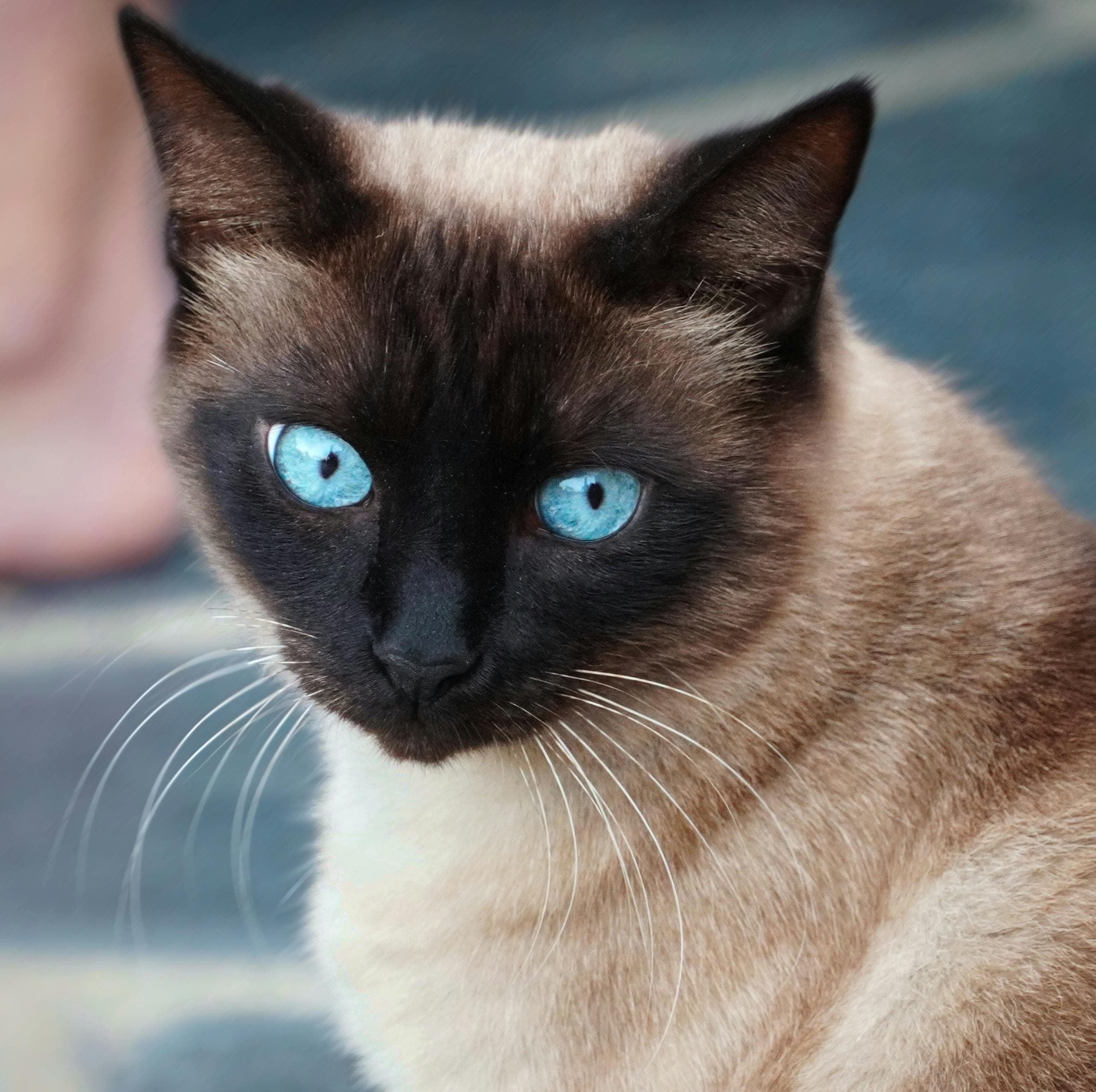 Un regard bleu saphir inoubliable