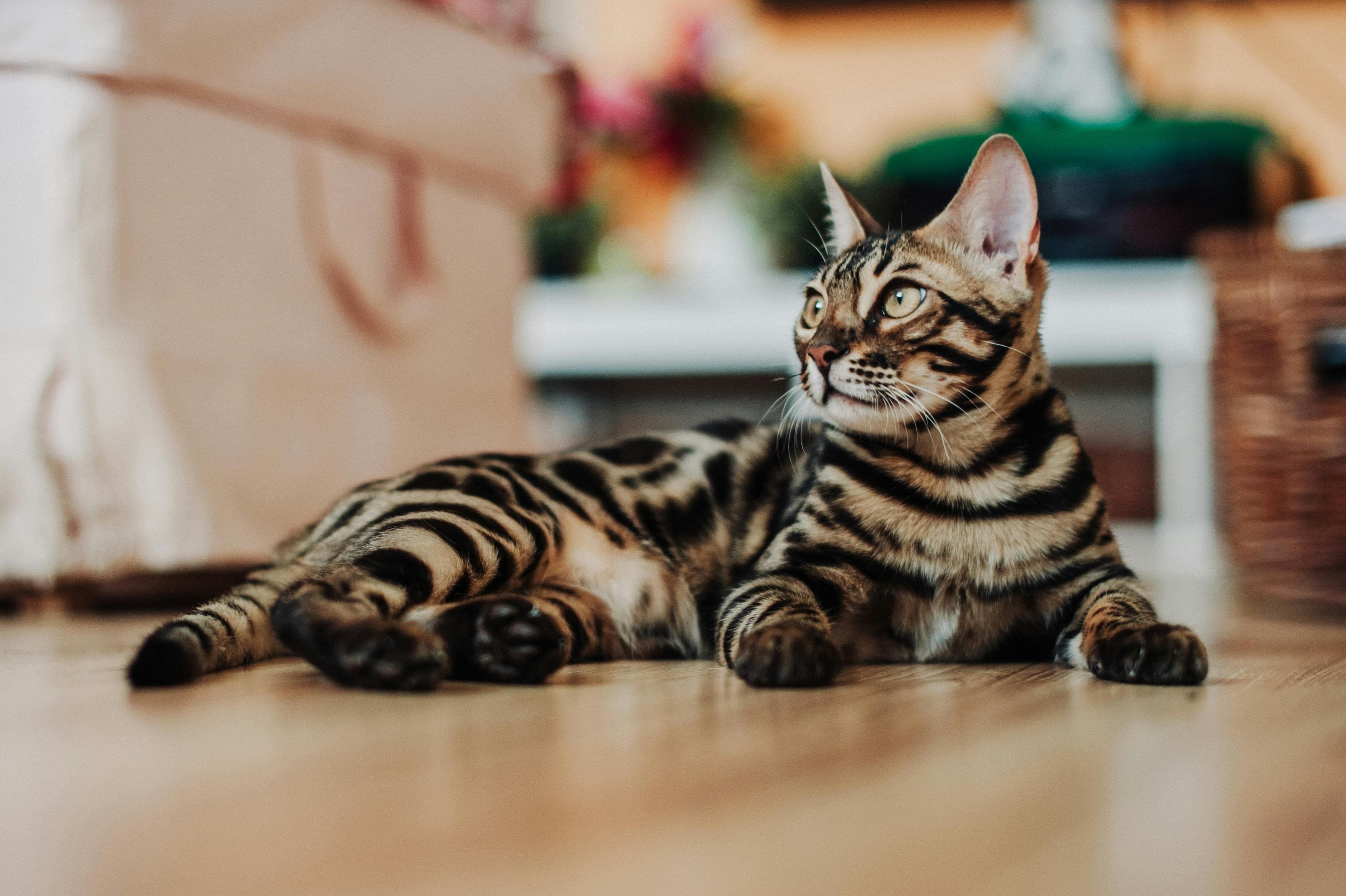 Nos conseils pour un Bengal heureux :