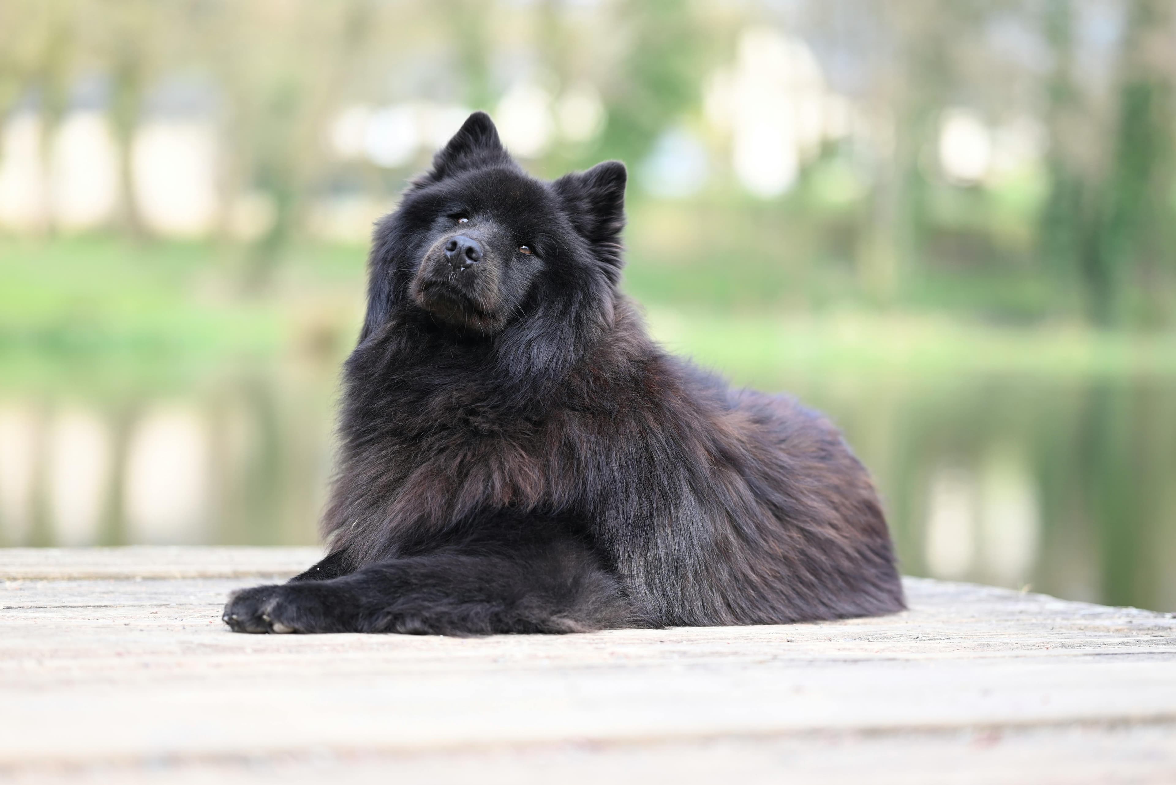 En conclusion : est-ce le chien idéal pour vous ?