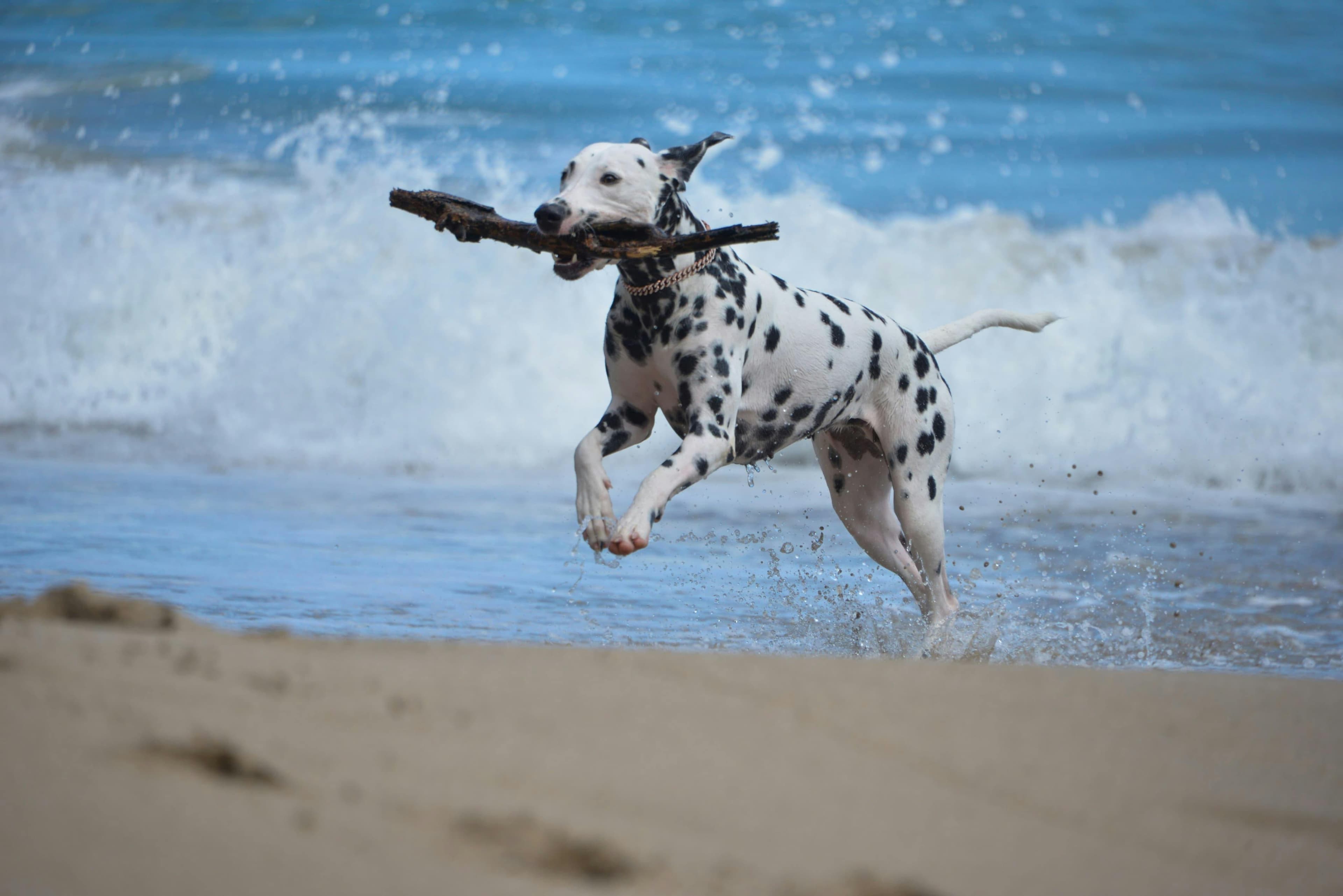 Quel environnement pour le dalmatien : maison ou appartement ?
