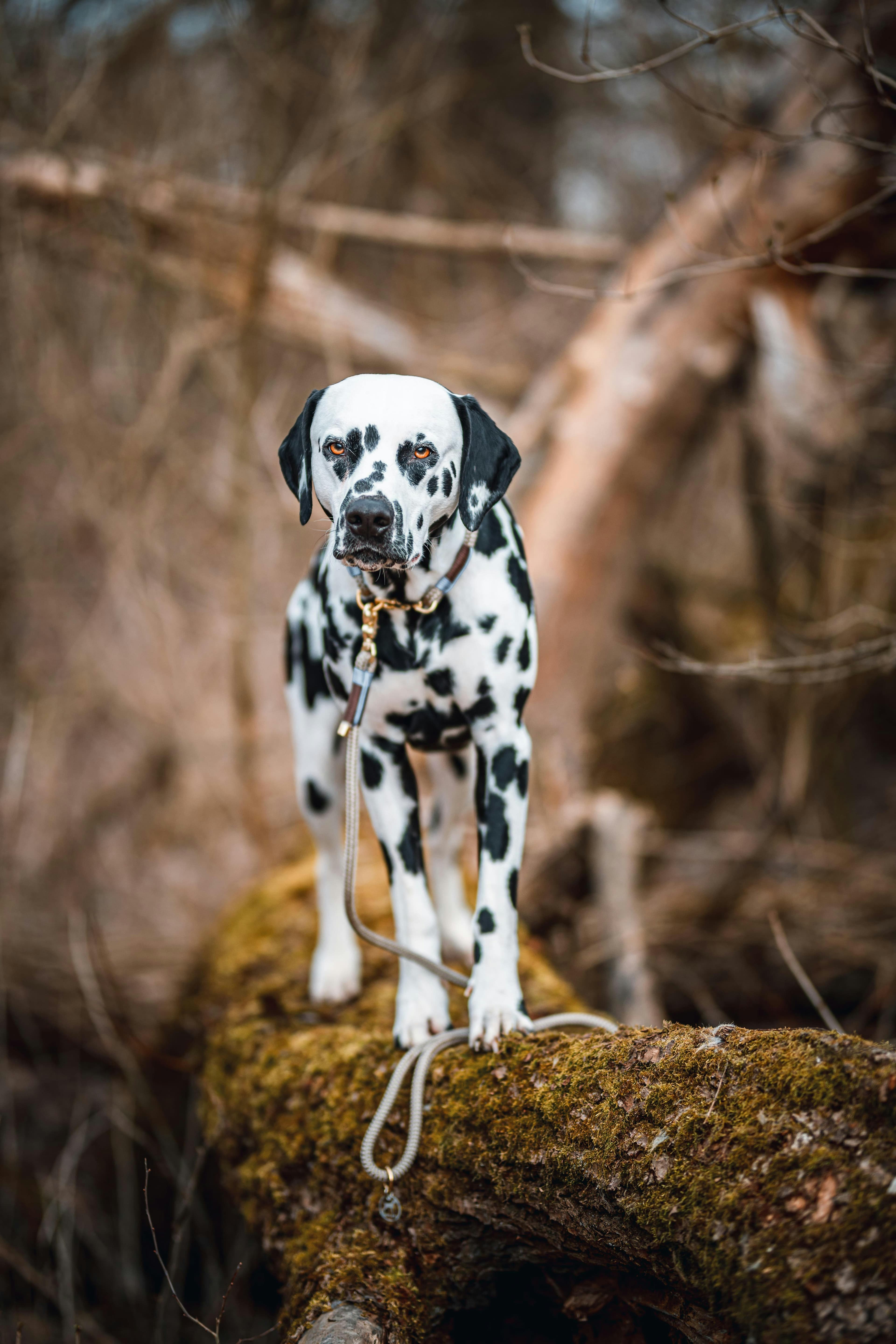 L'éducation du dalmatien : fermeté, douceur et cohérence