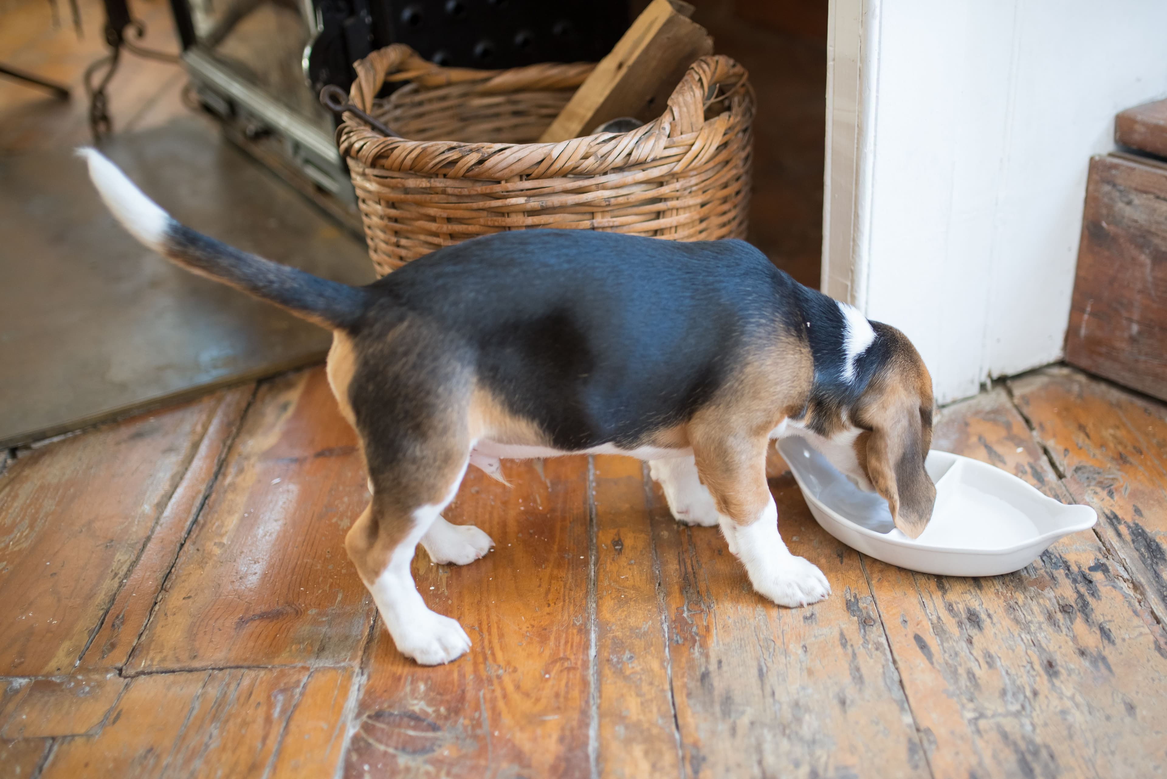 Pourquoi un grand chien vieillit plus vite ?