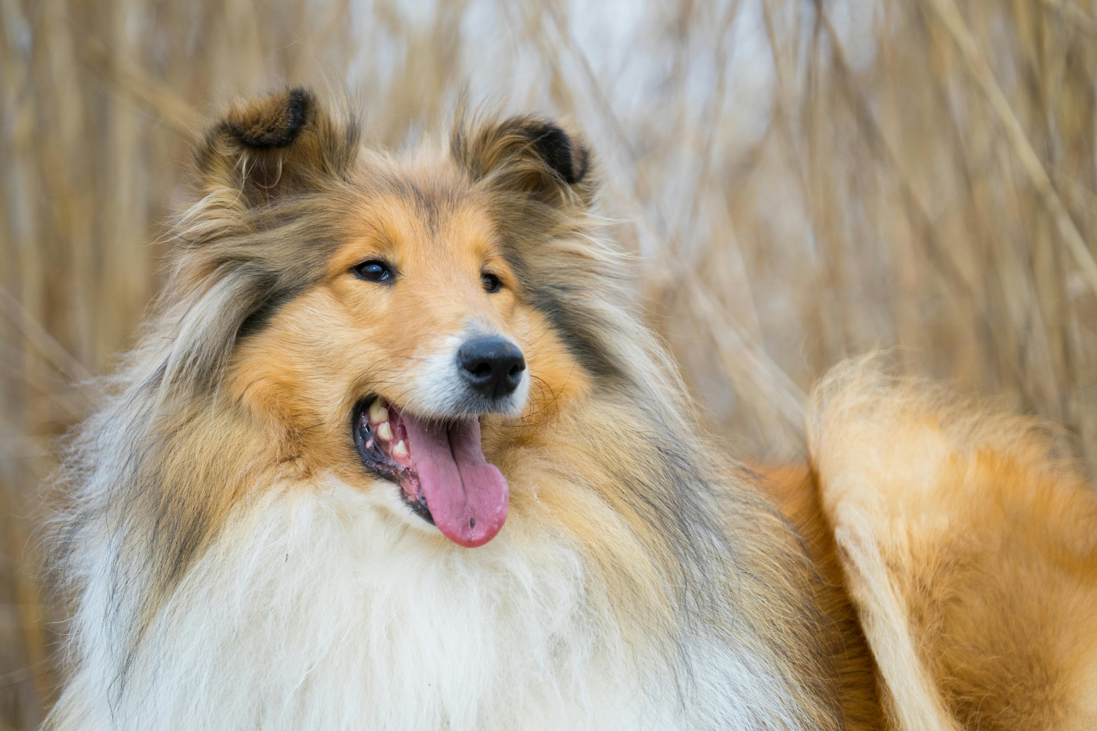 Prêt à partager votre vie avec ce chien extraordinaire ?