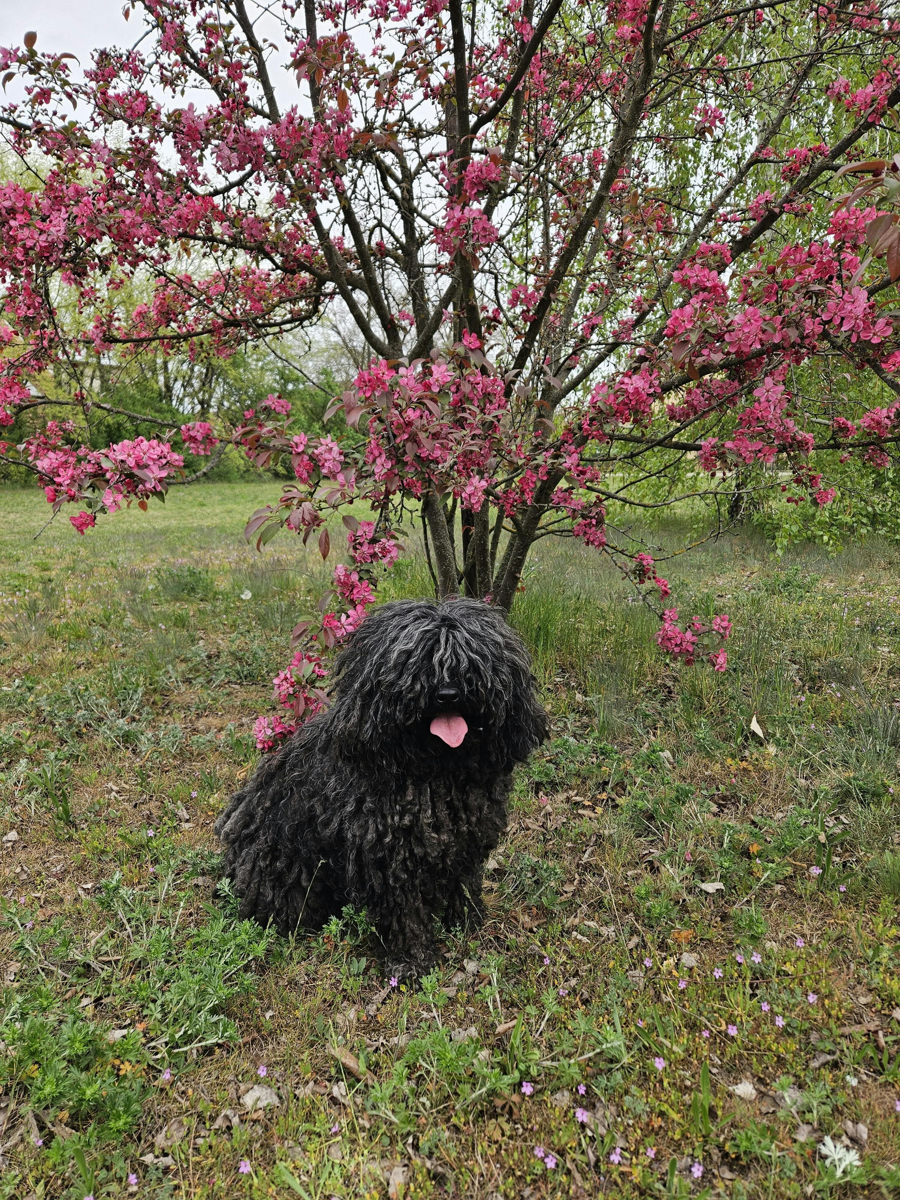 Un chien de famille exceptionnel et dévoué