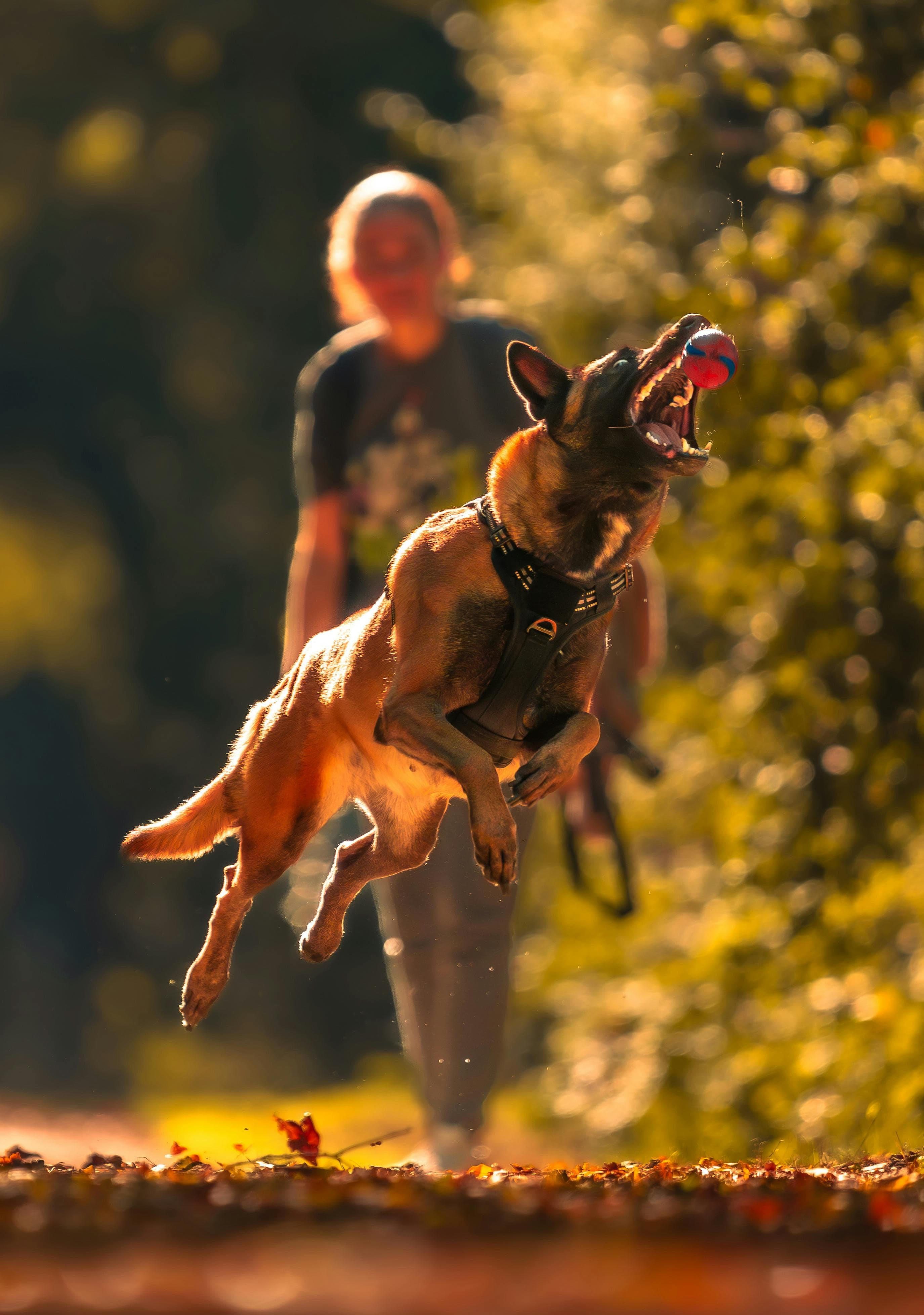 Les sports canins : la clé de son bonheur
