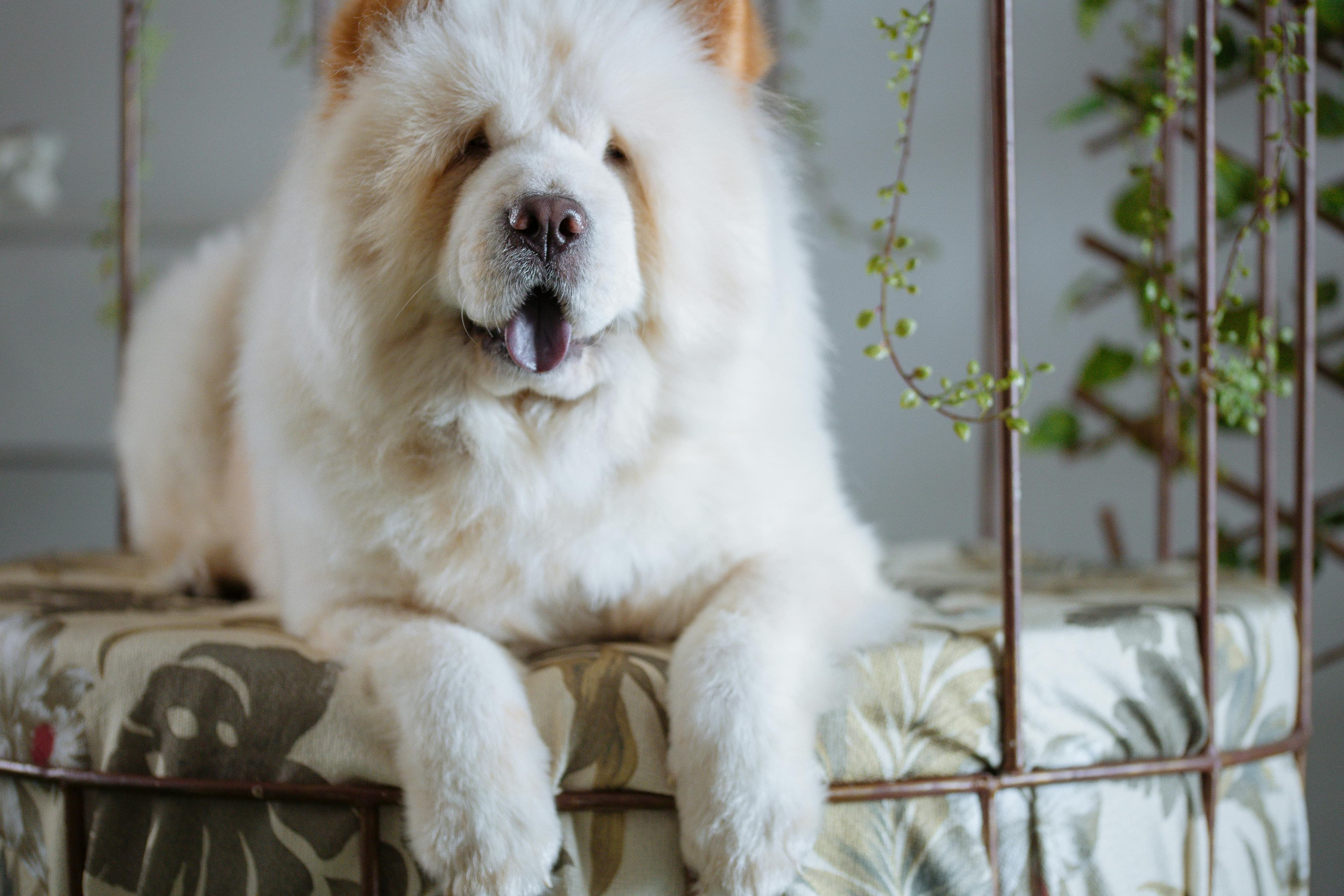 Le caractère du chow chow : l'indépendance incarnée