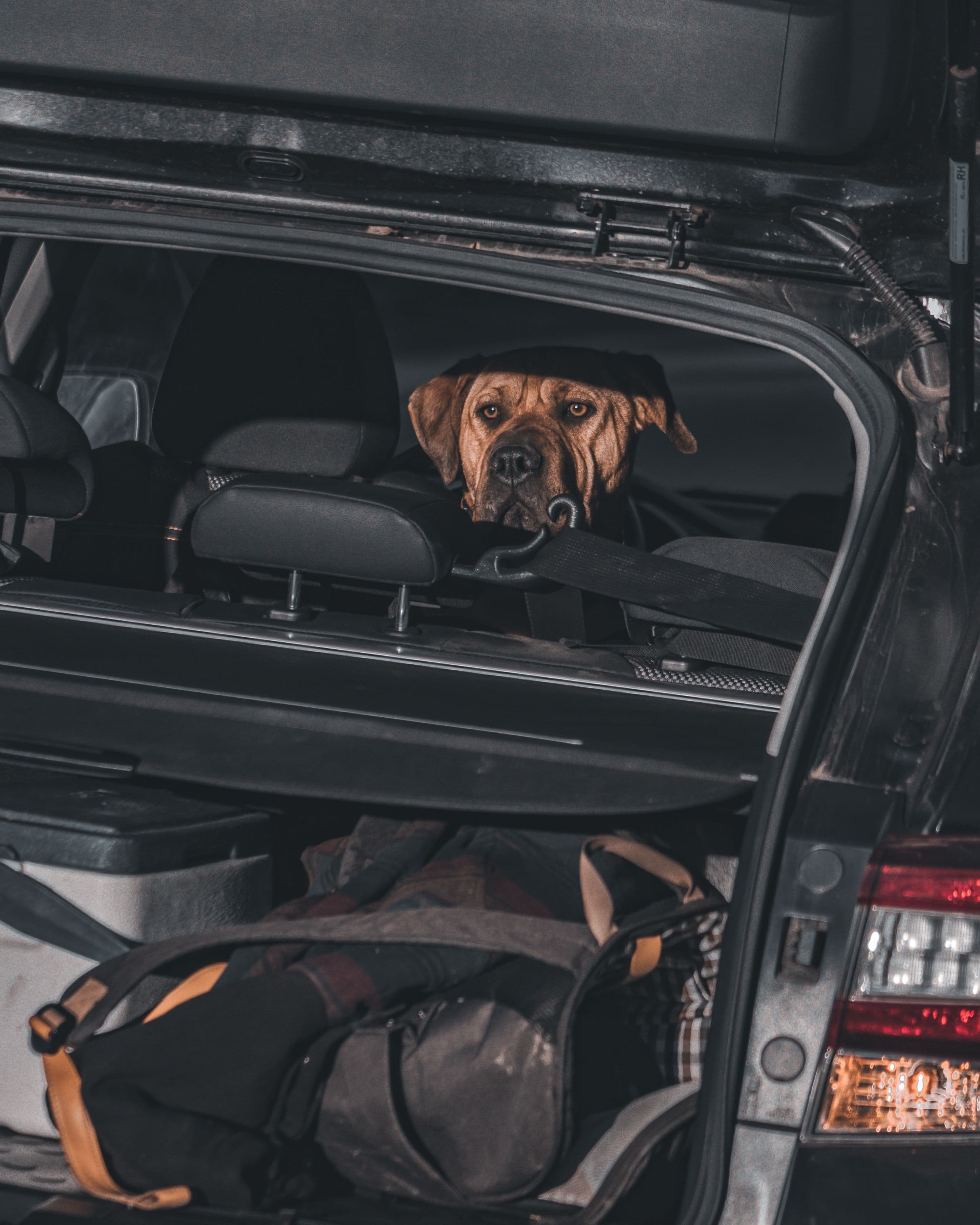Un chien de 20 kg à 50 km/h, c'est le poids d'une moto