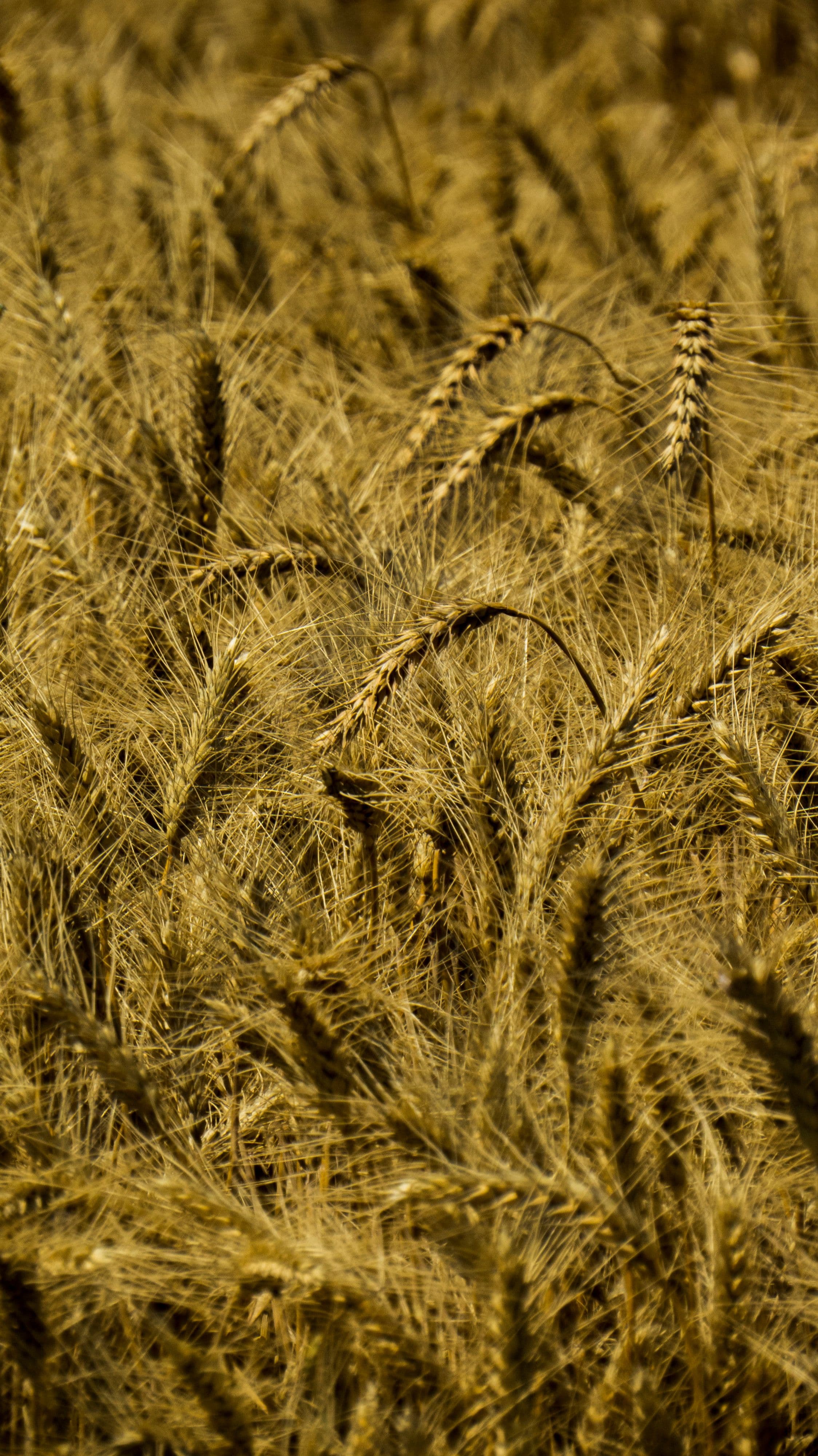Un concept importé de l'alimentation humaine