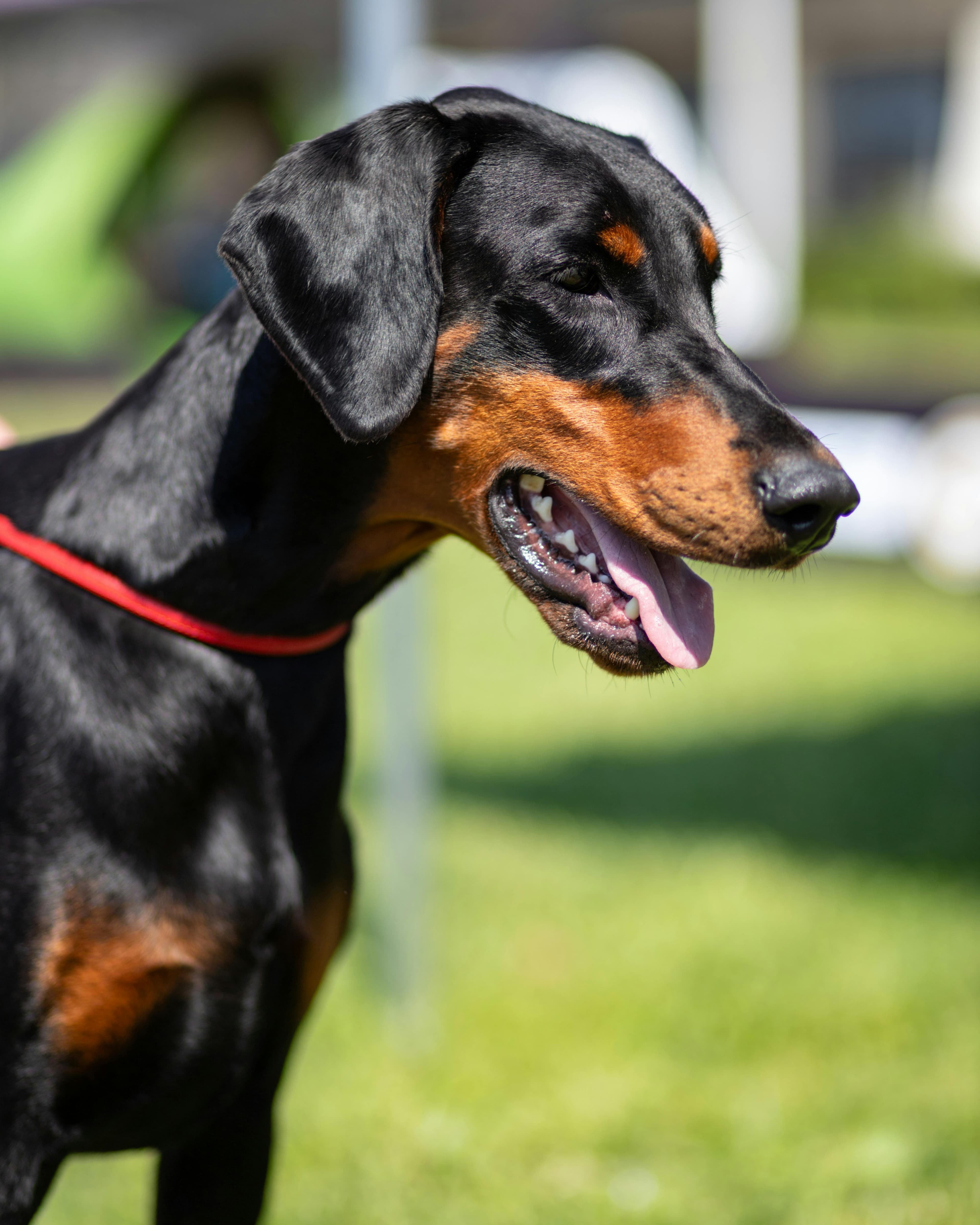 Le tempérament du dobermann : la fin des idées reçues